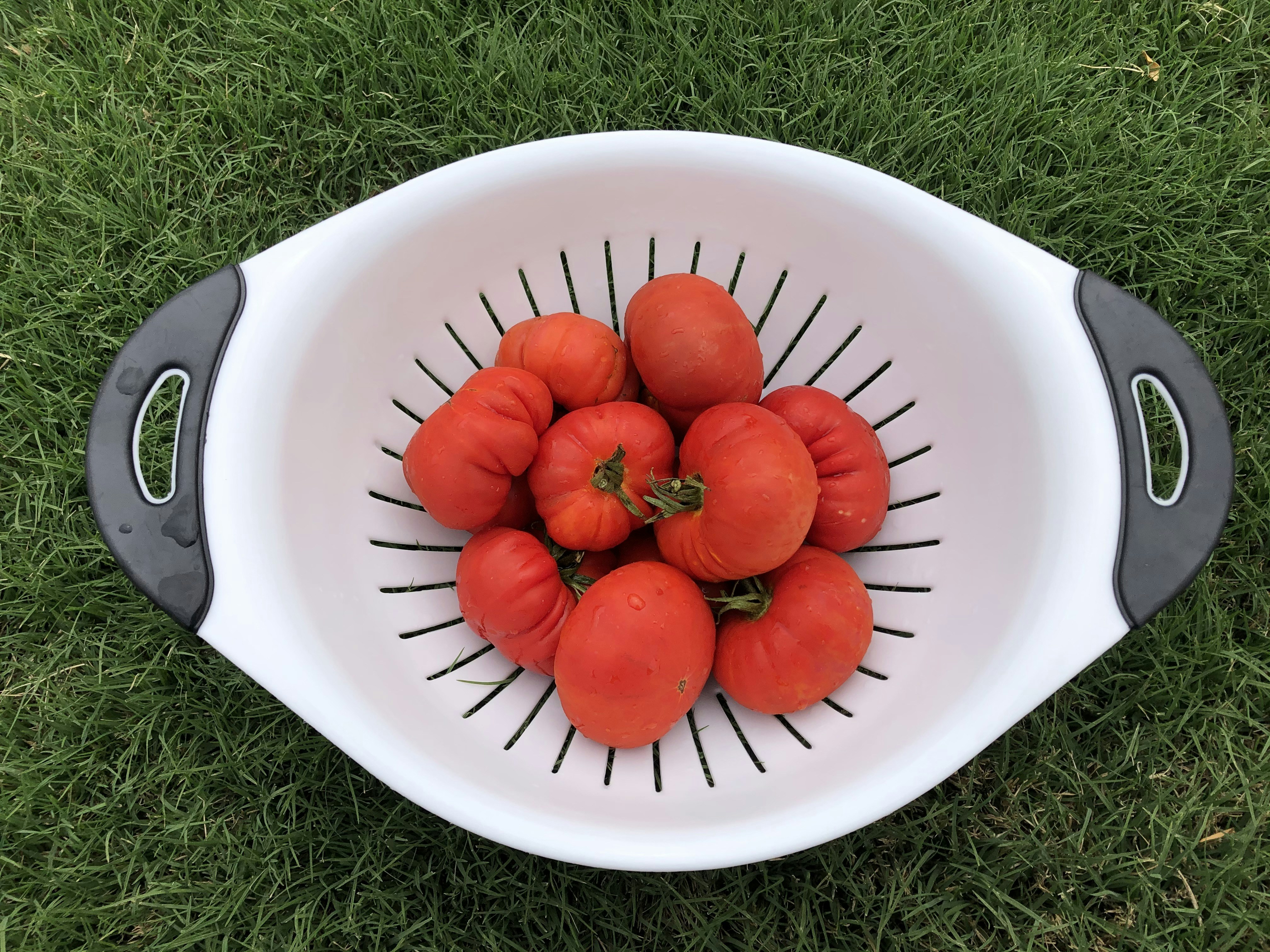un bol blanc rempli de tomates mûres