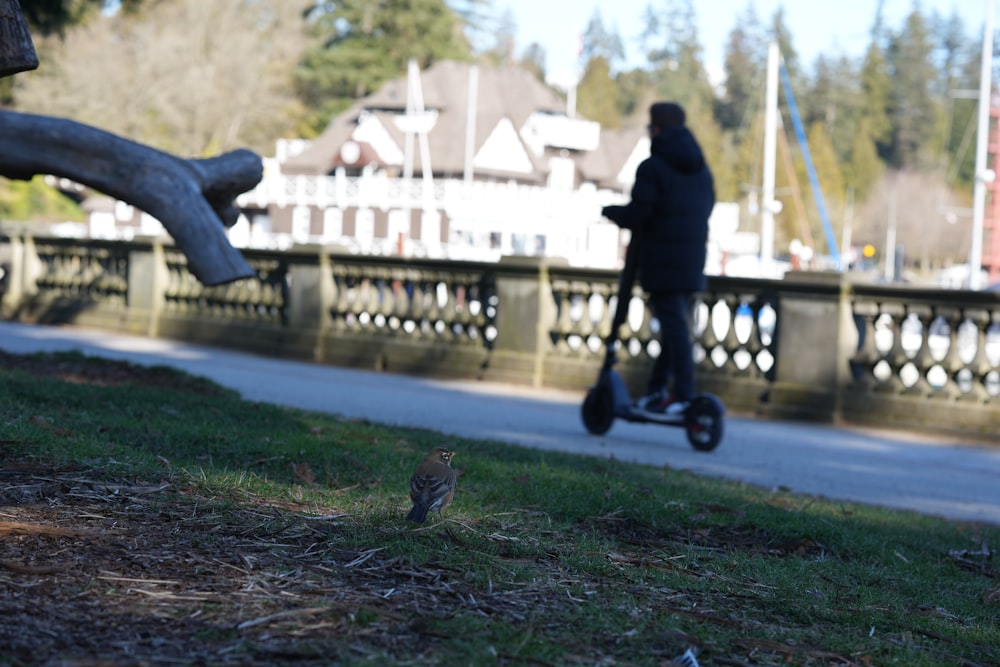 a person riding a scooter near a bird