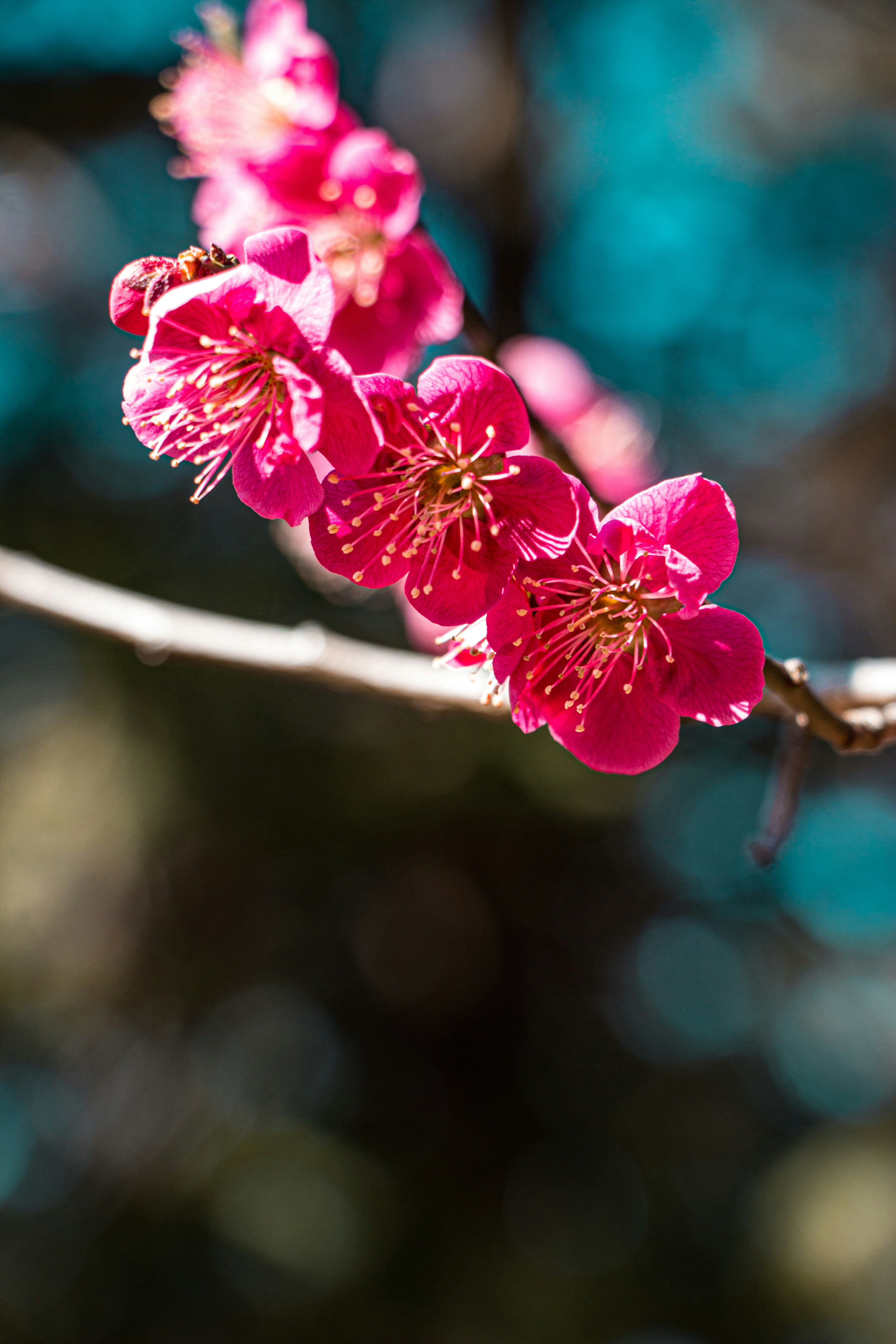 Spring Reflection : Embracing Change and Finding JoySpring in Ritsurin Garden