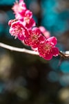 Spring Reflection : Embracing Change and Finding JoySpring in Ritsurin Garden