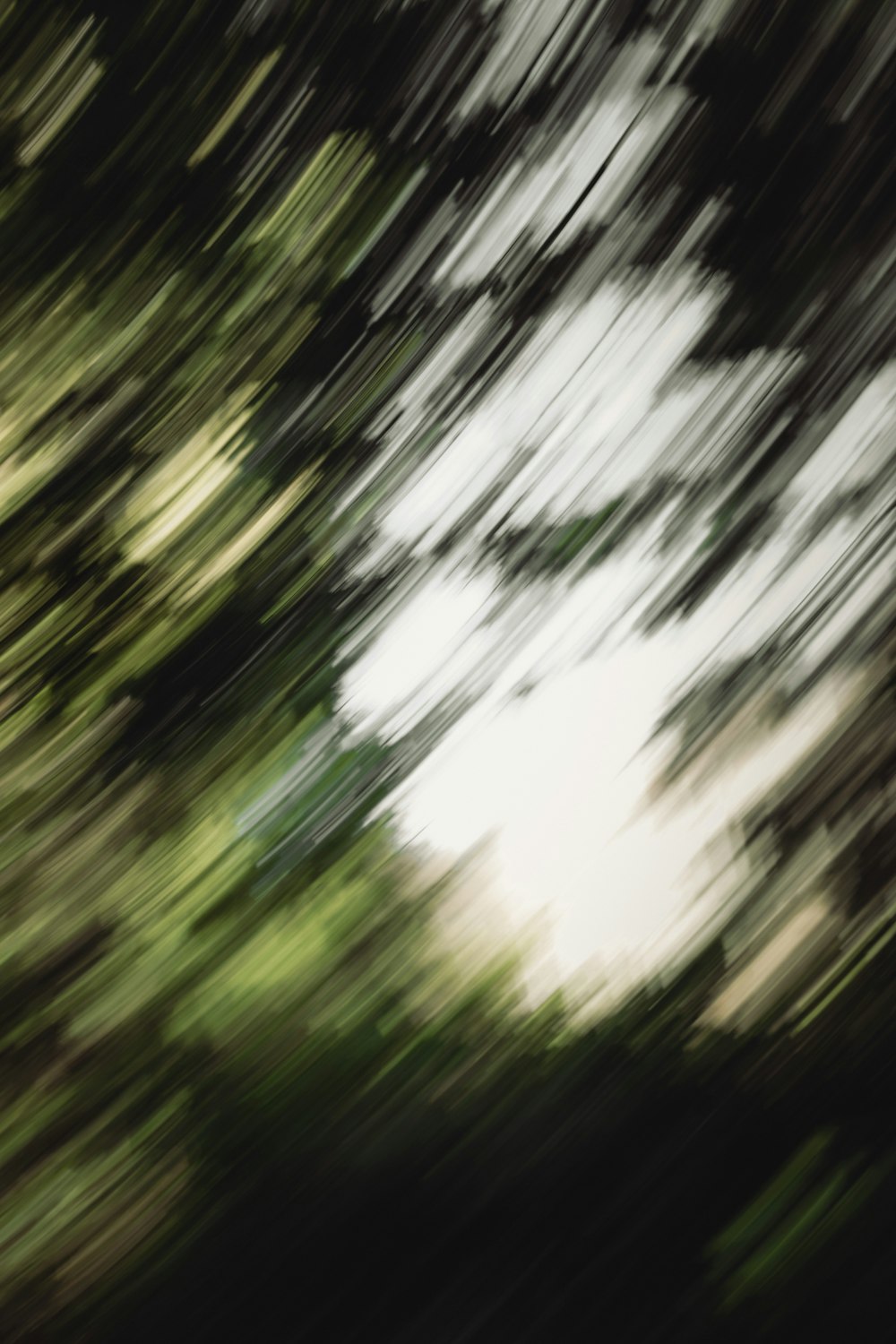 a blurry photo of trees in a forest