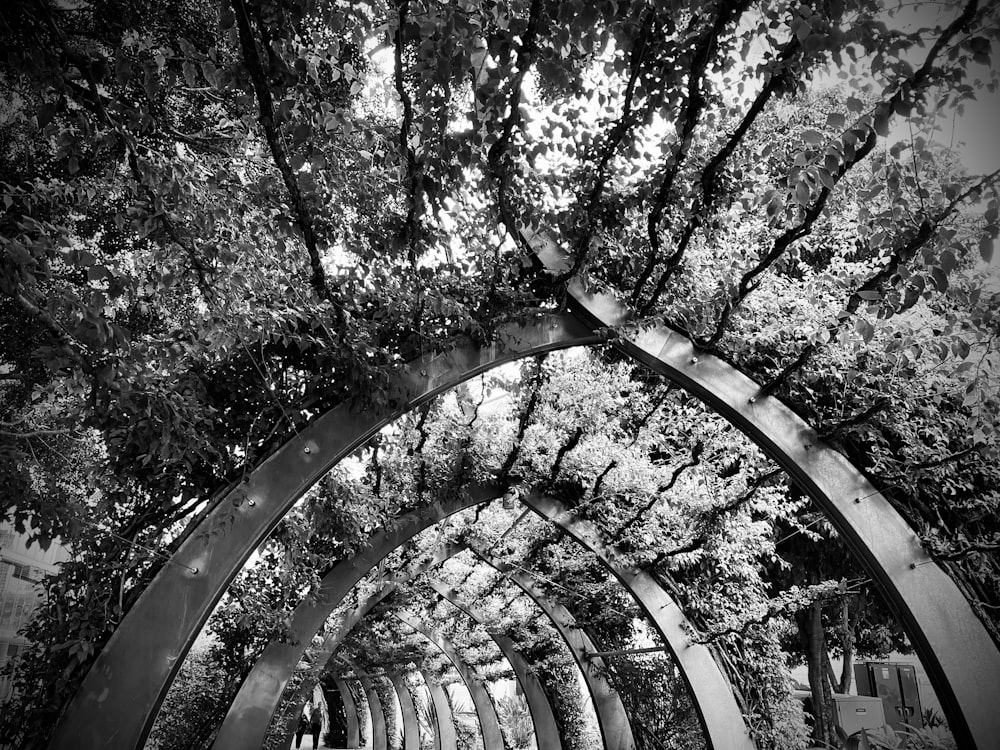 a black and white photo of a tree canopy
