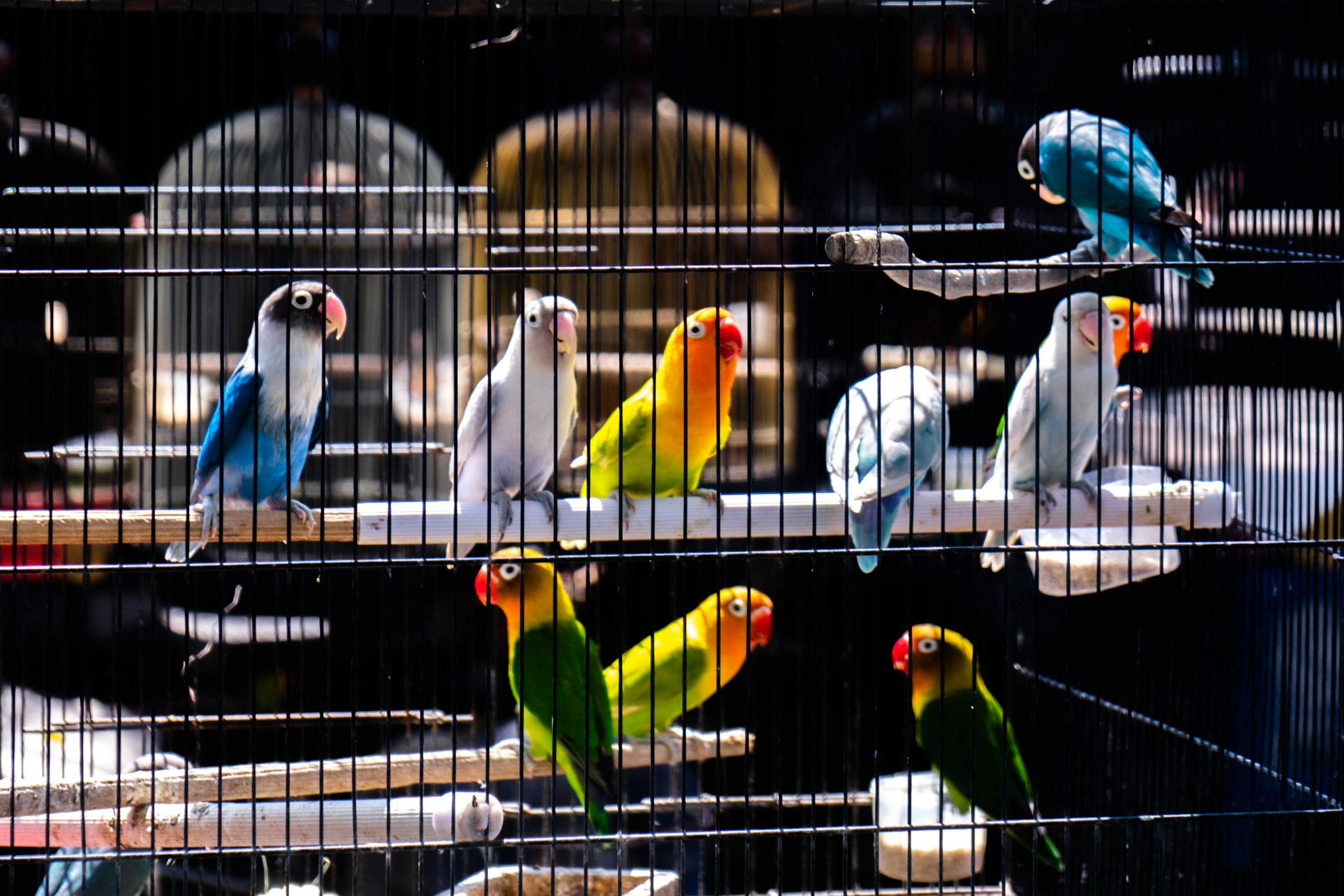 Lovebirds Paying with toys inside a cage