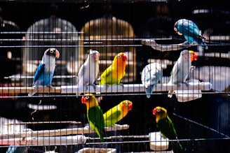 a group of colorful parrots in a cage