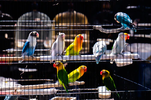 a group of colorful parrots in a cage