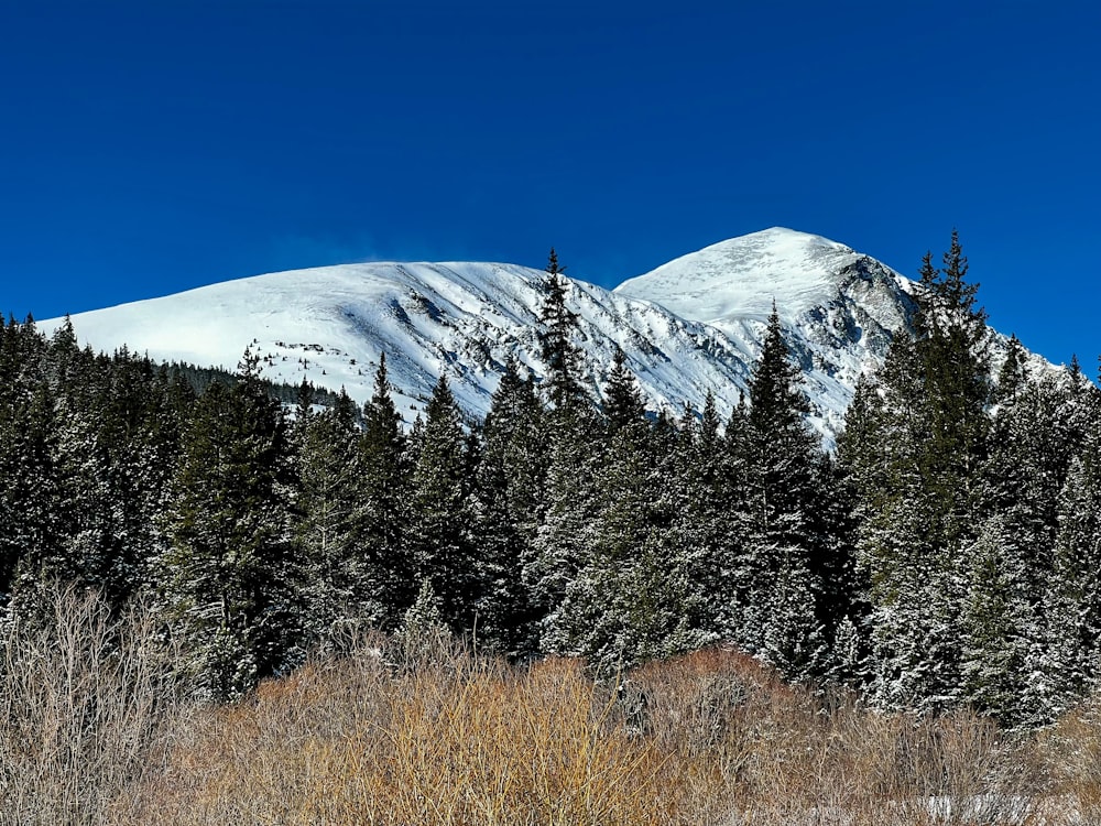 a snow covered mountain in the distance with trees in the foreground