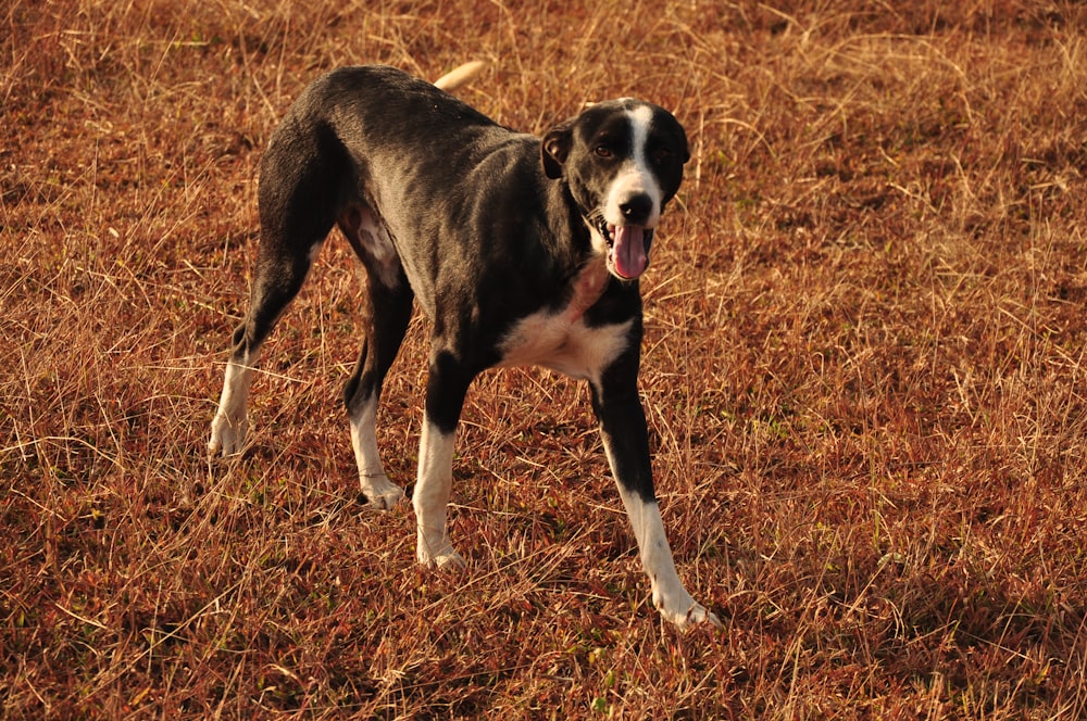 a black and white dog standing on top of a dry grass field