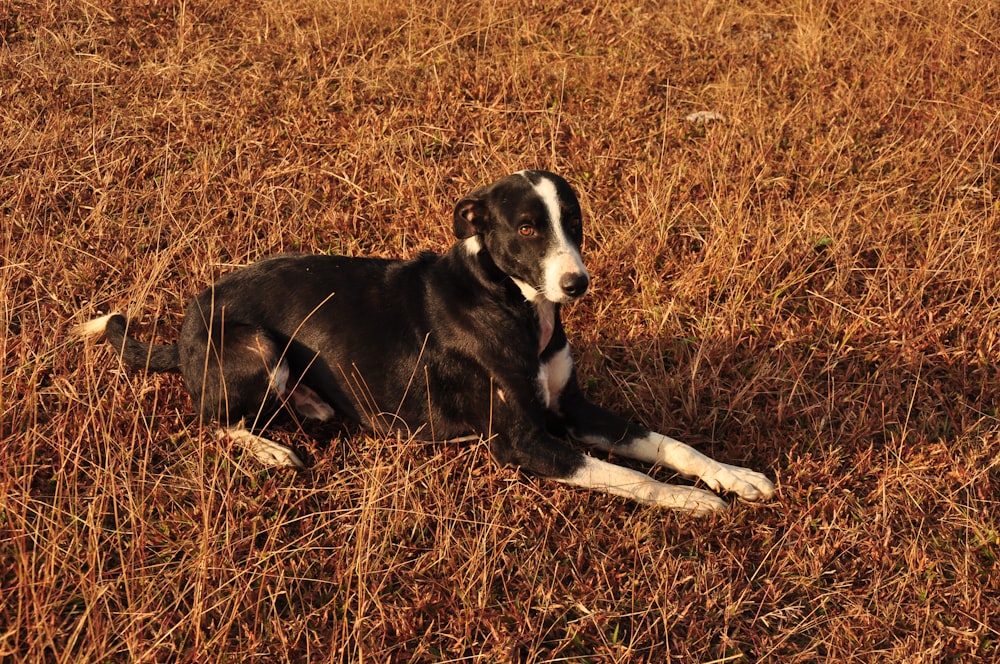 a black and white dog laying in a field