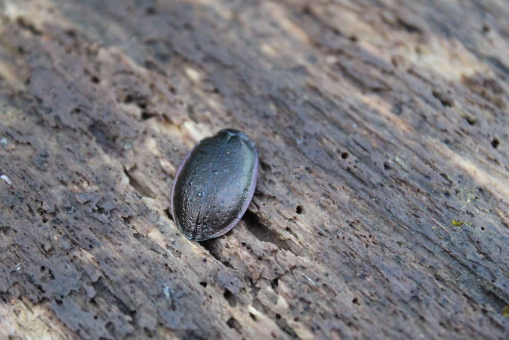 a bug crawling on a piece of wood