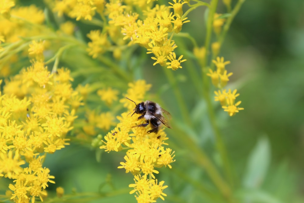 a bee sitting on top of a yellow flower