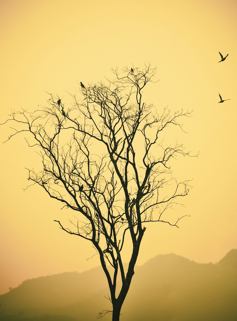a tree with no leaves and birds flying in the sky