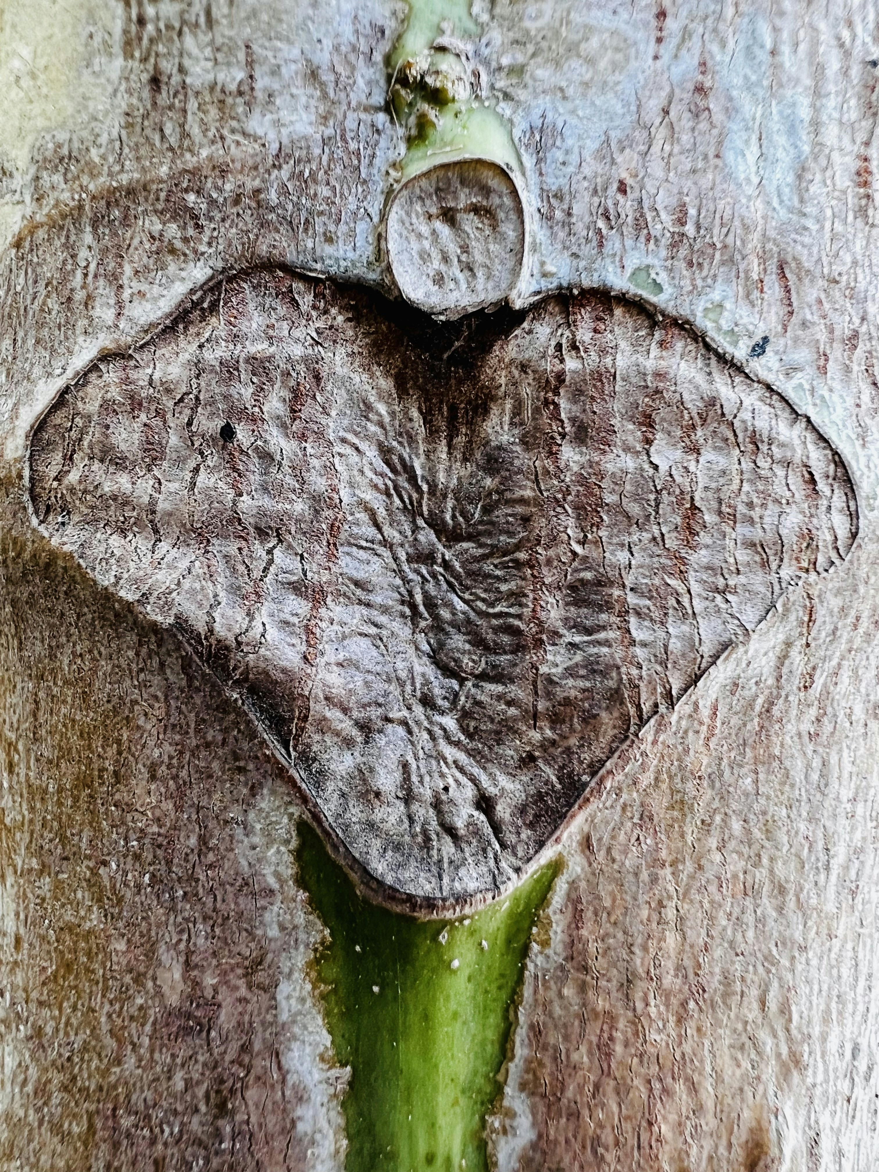 A tree with a leaf shaped like an elephant photo – Free Wood Image on ...
