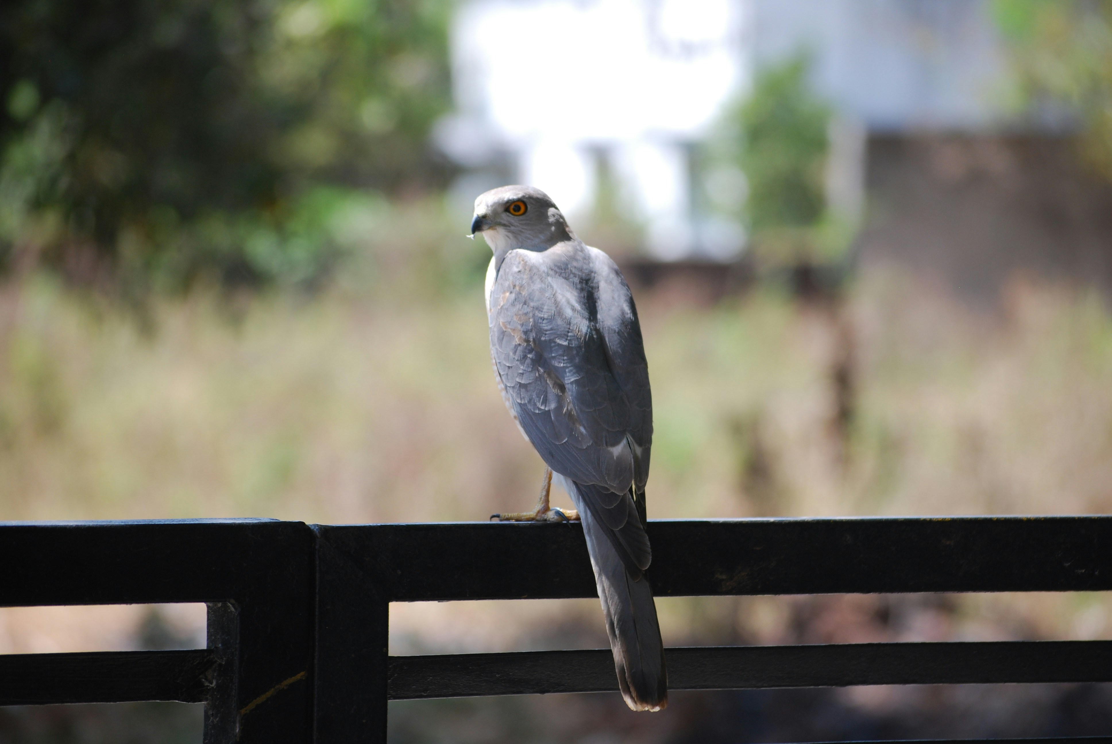 un oiseau est perché sur un rail à l’extérieur