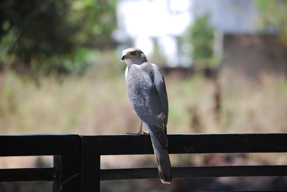 a bird is perched on a rail outside