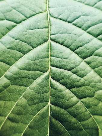 A close-up view of a leaf's surface showcasing its detailed vein pattern. The leaf appears vibrant and textured with an intricate network of veins branching out symmetrically from the central stem.