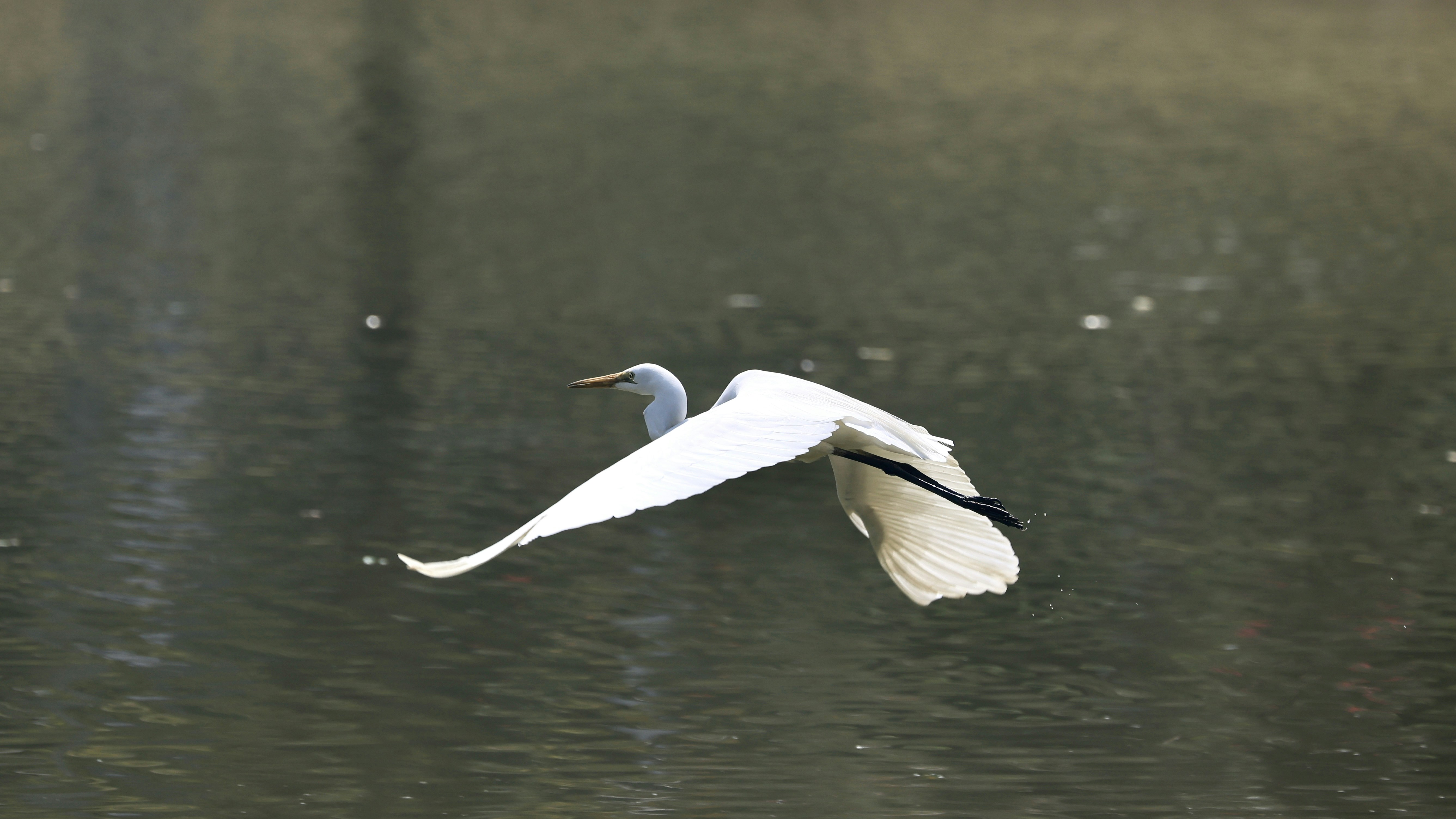 Photo by dickenslin76