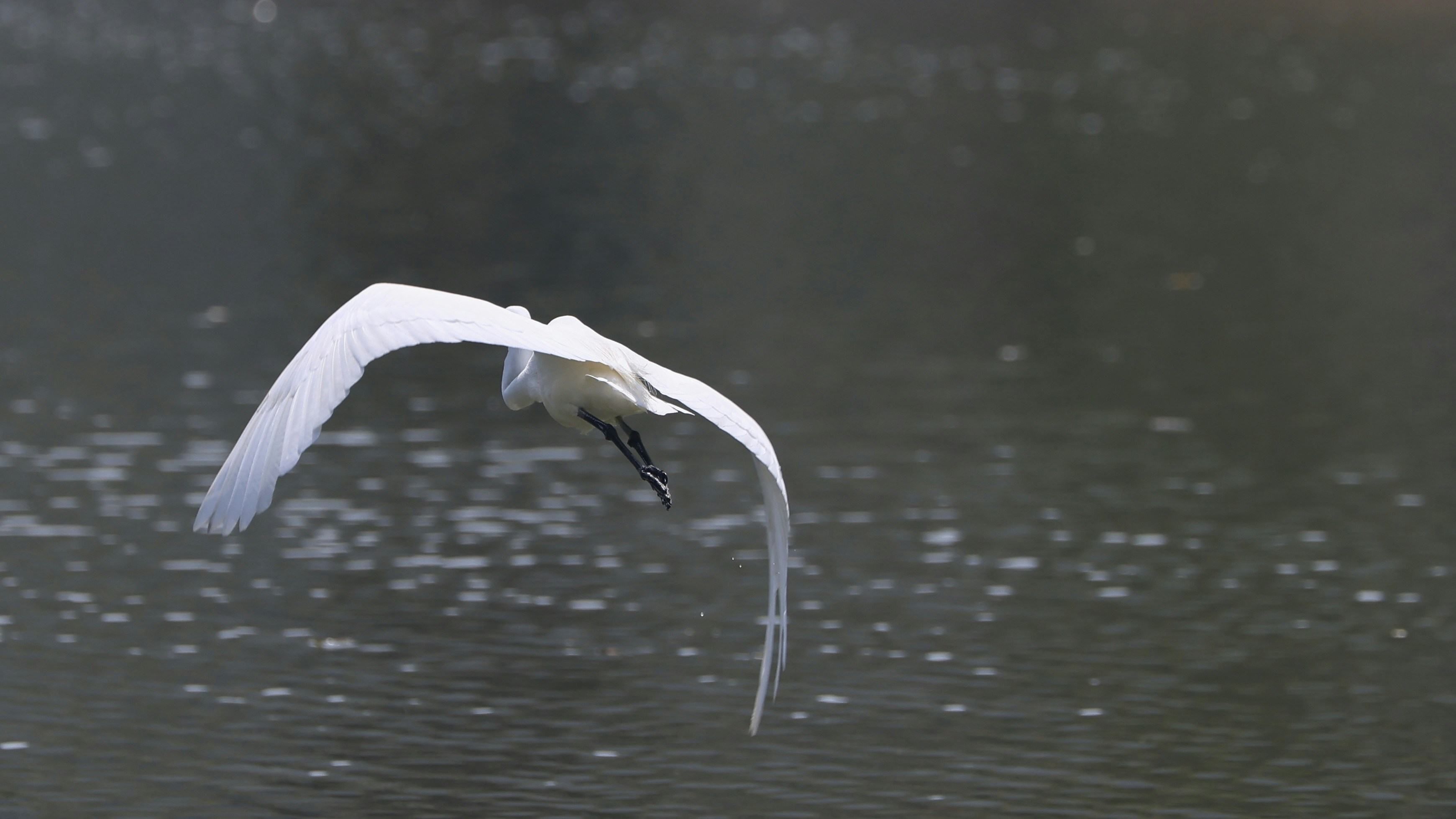 Photo by dickenslin76