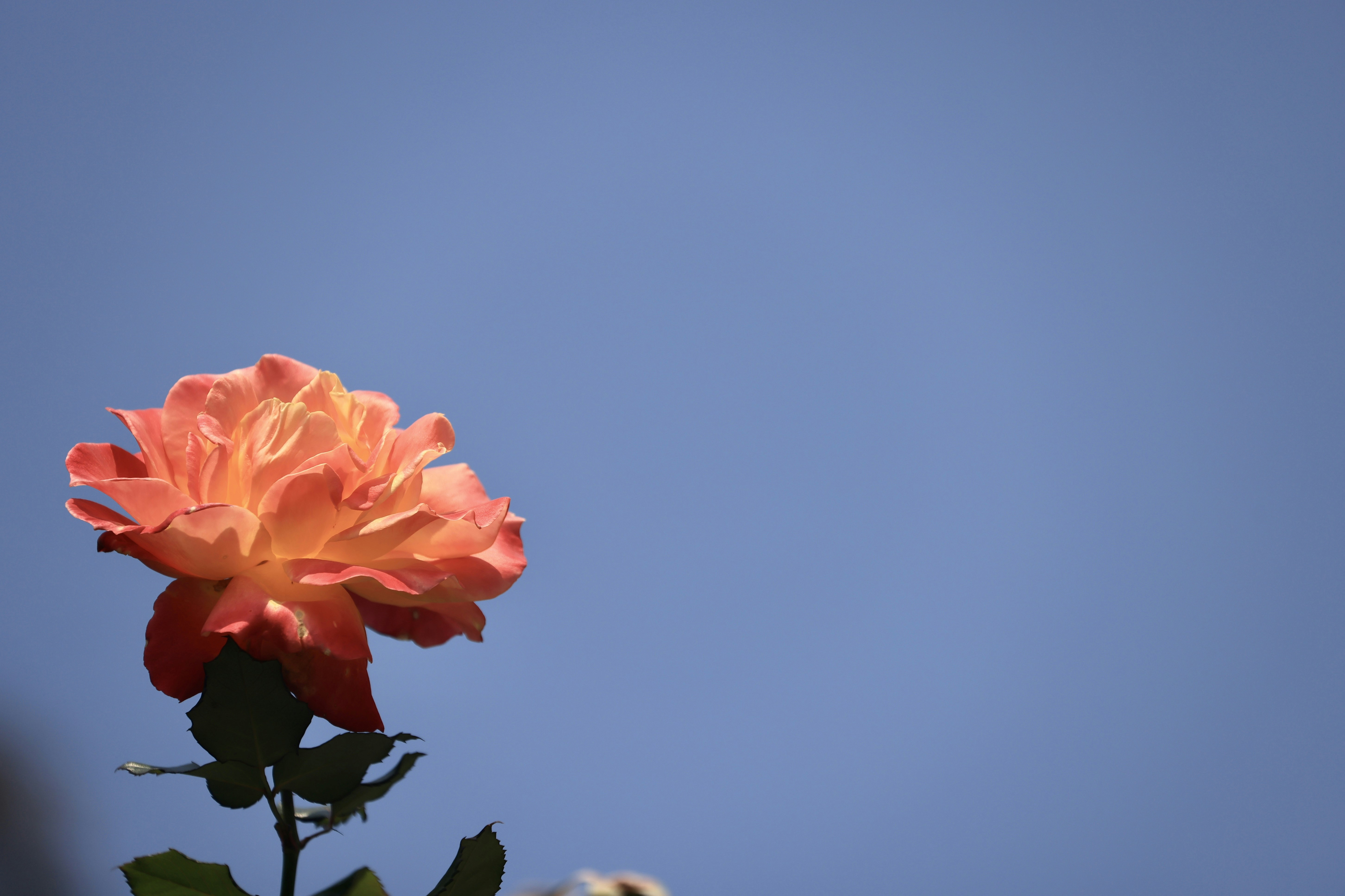 Photo by dickenslin76