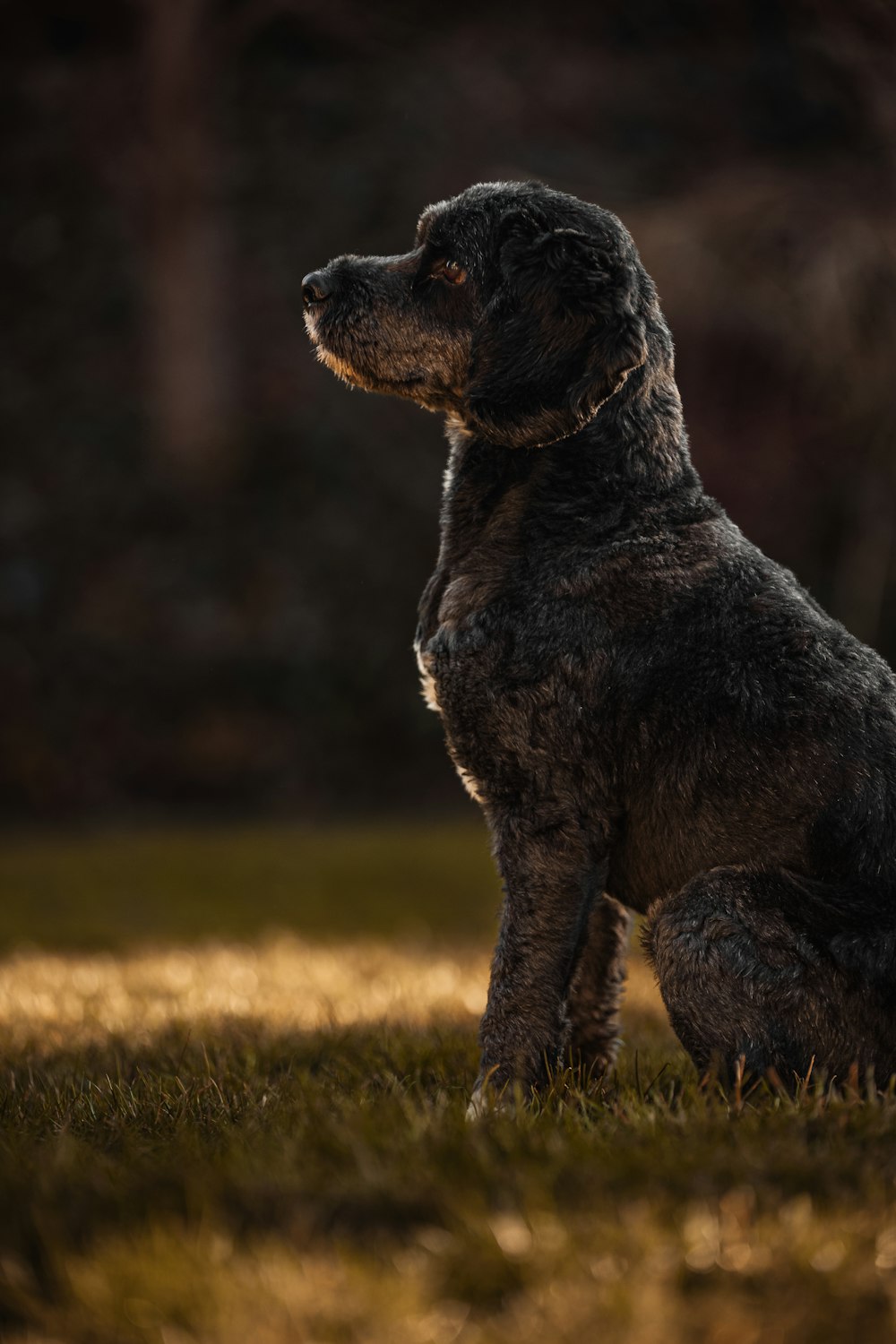 a dog sitting in the grass looking up