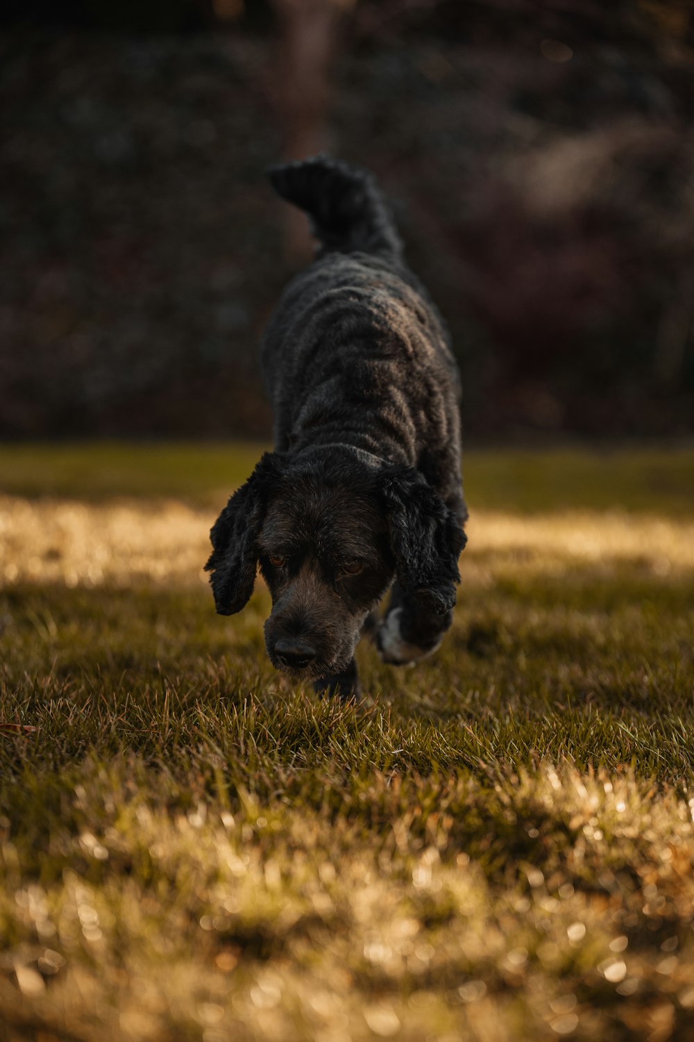 Un cane che corre attraverso un campo d'erba