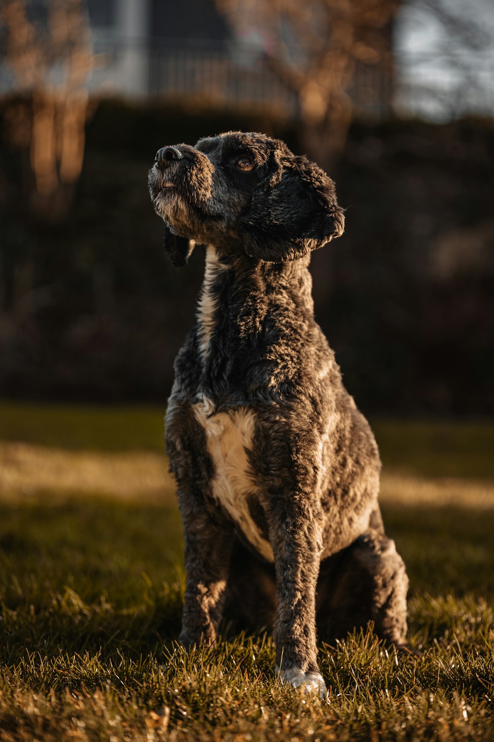 a brown and white dog sitting on top of a lush green field