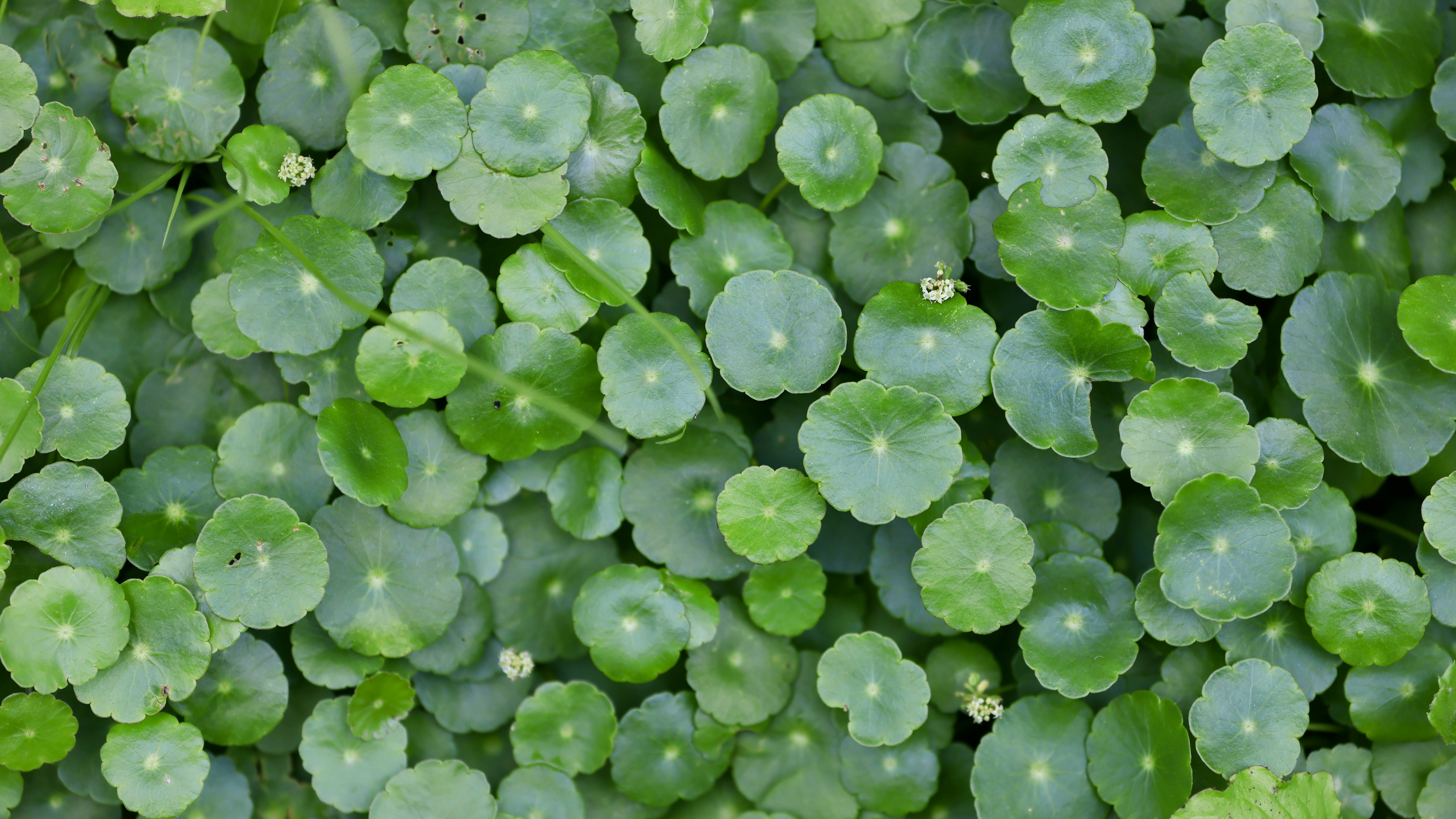 Photo by dickenslin76