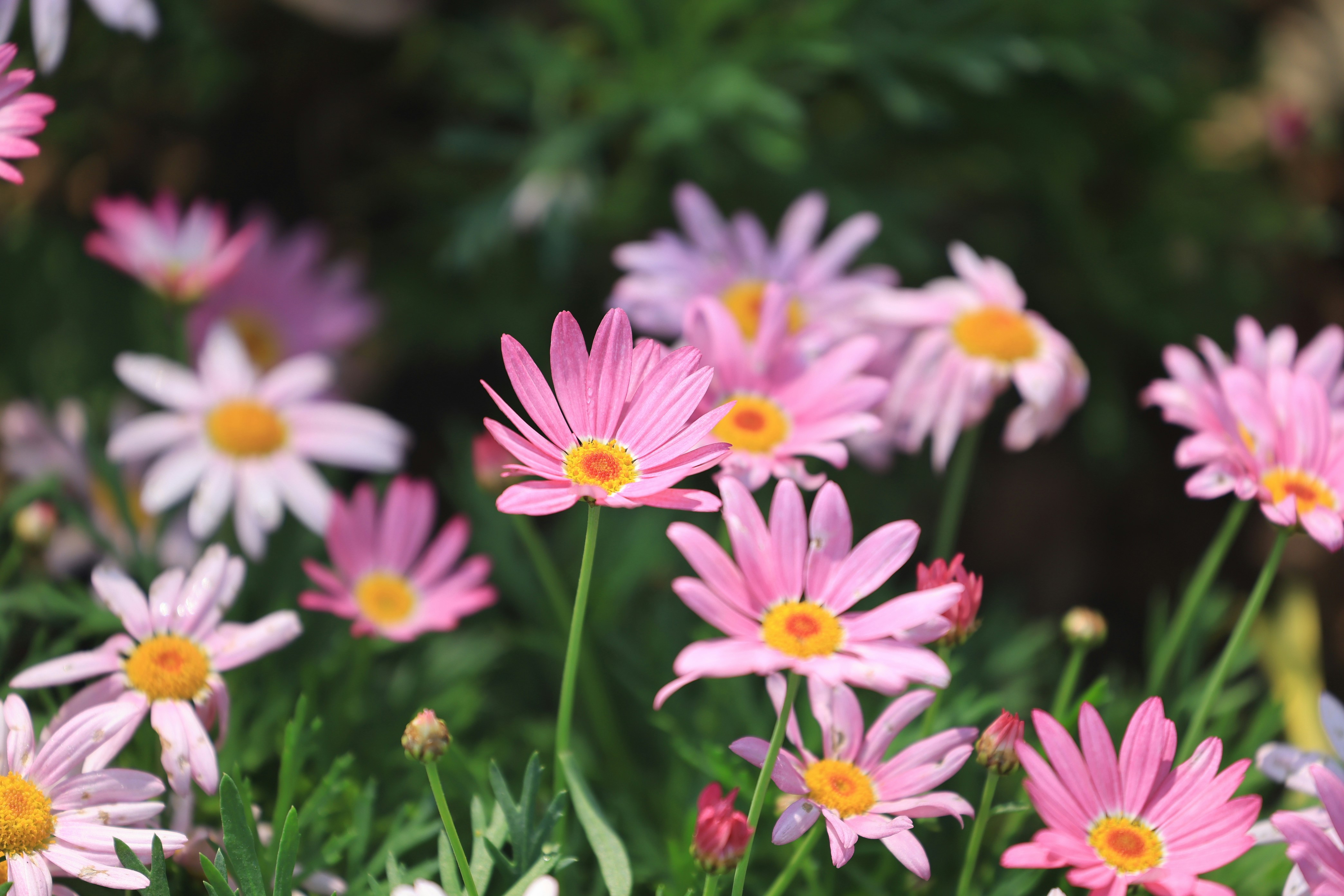 Photo by dickenslin76