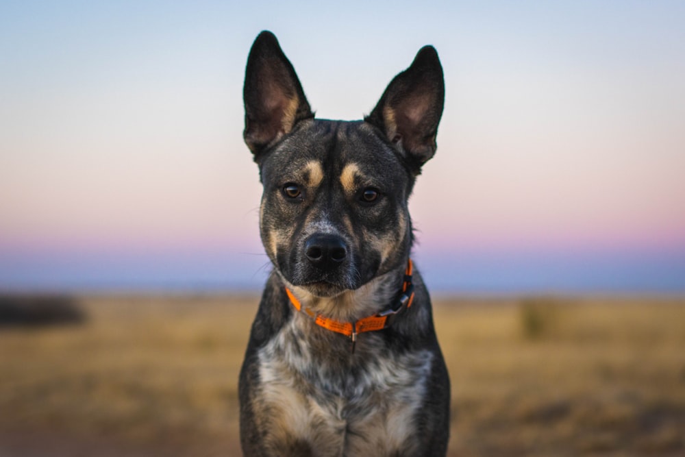 a black and brown dog standing on top of a dry grass field