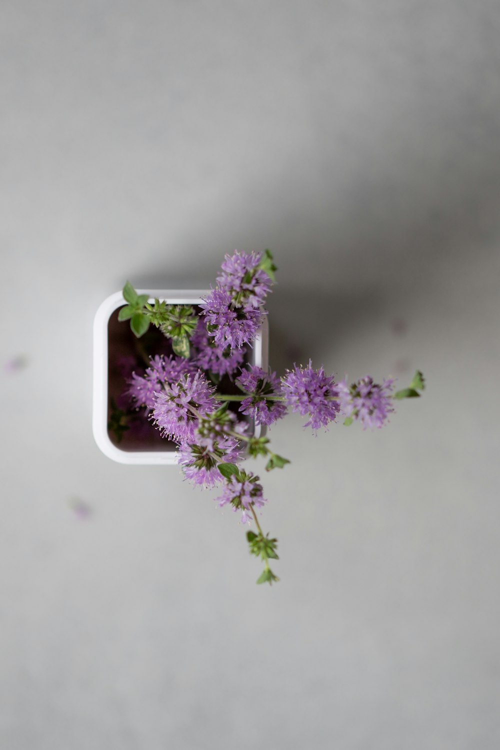 a bunch of purple flowers in a white vase