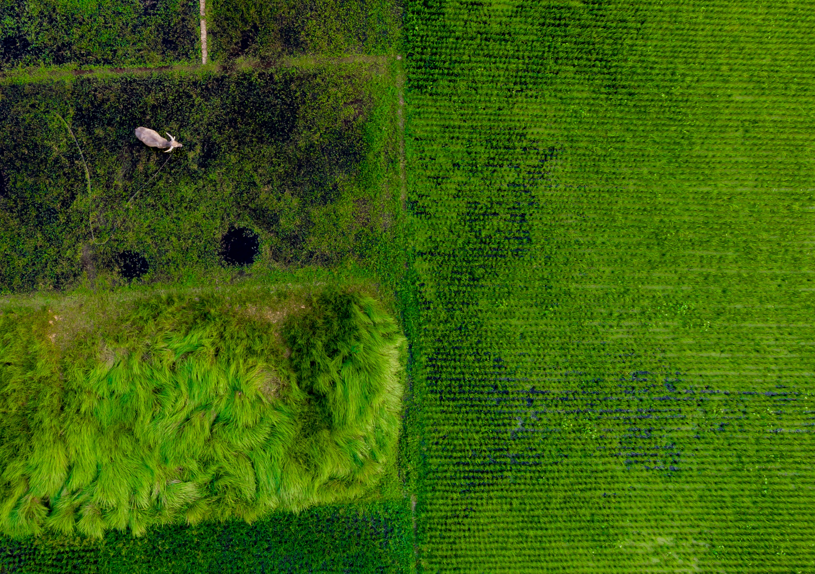 Photo by kaziarifuzzaman