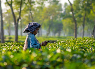 a woman picking tea leaves in a tea plantation