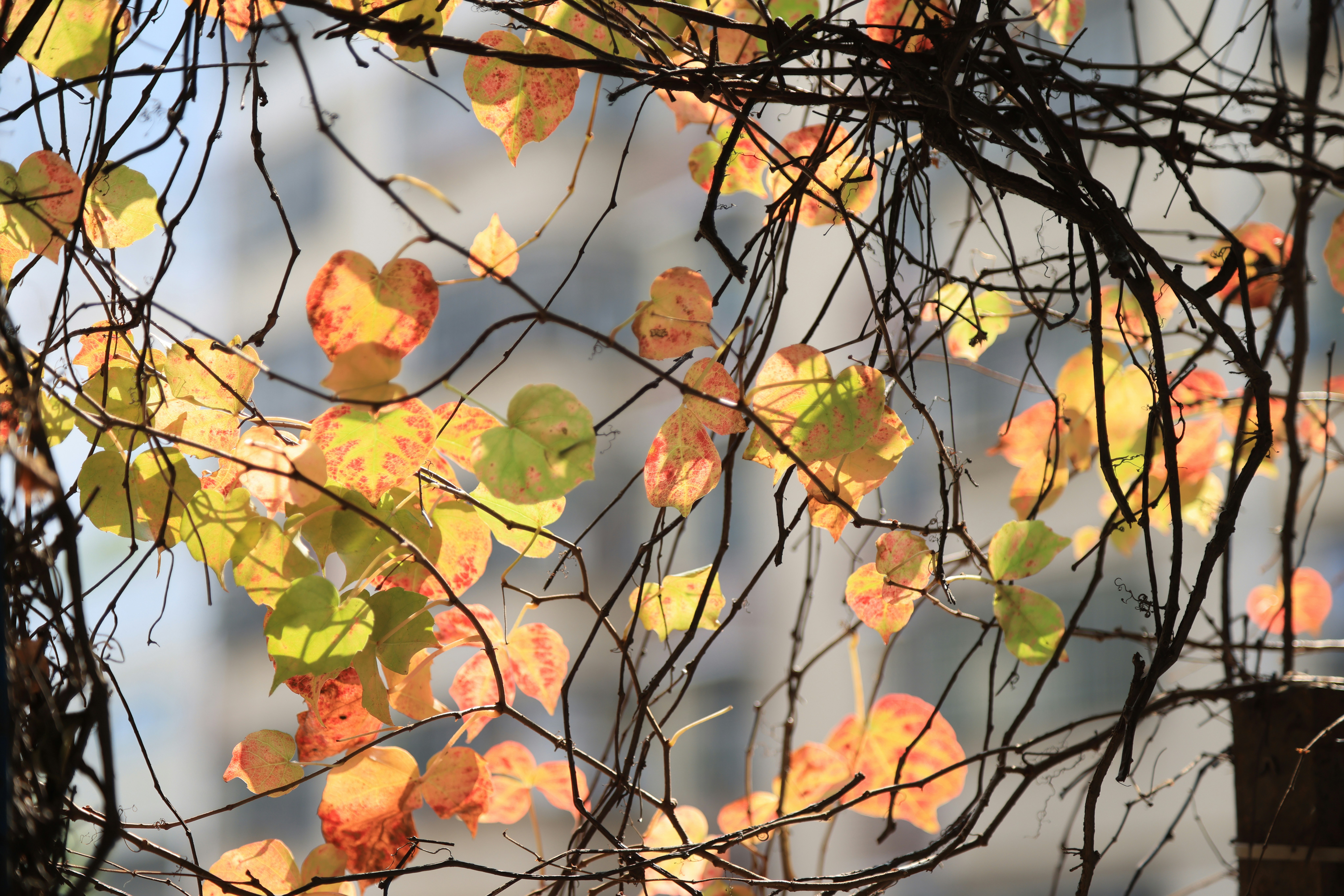 Photo by dickenslin76