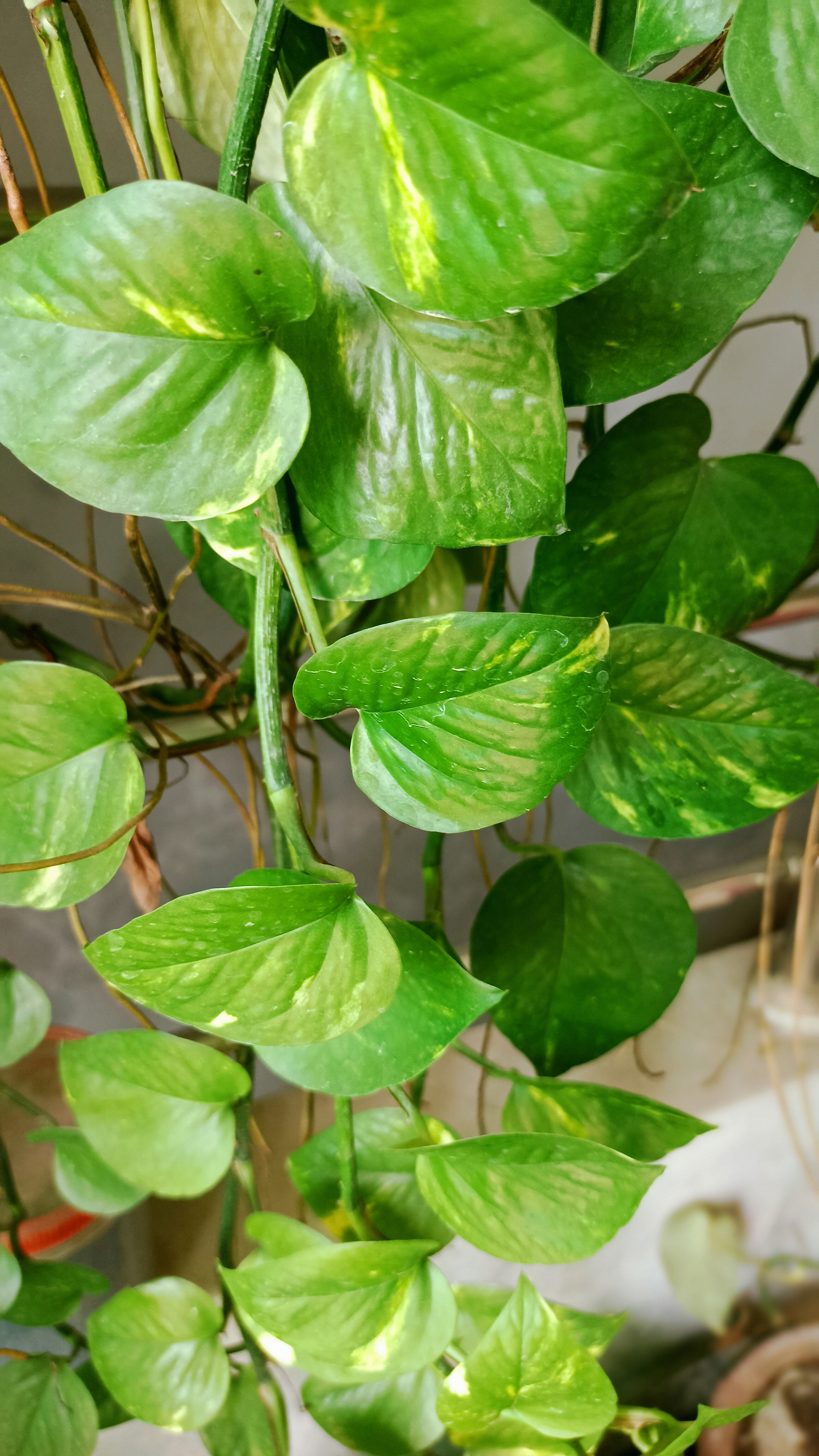 Photo by kumardineshkangra