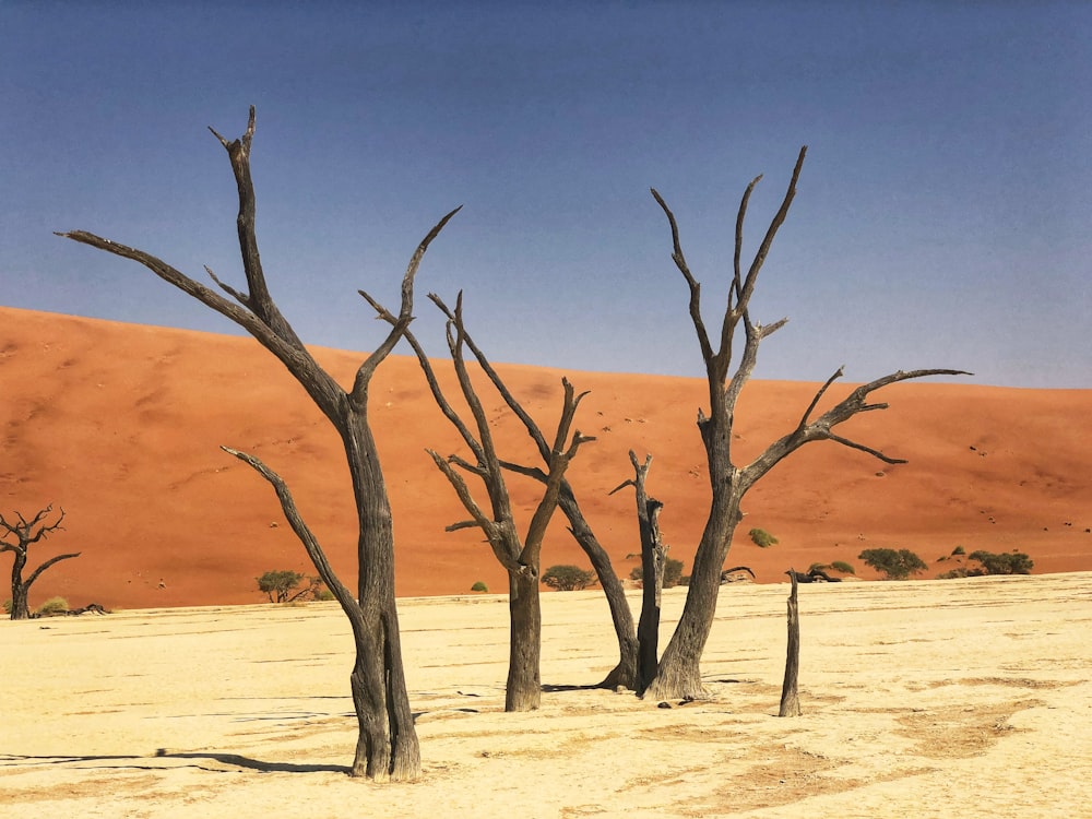 a group of dead trees standing in the middle of a desert