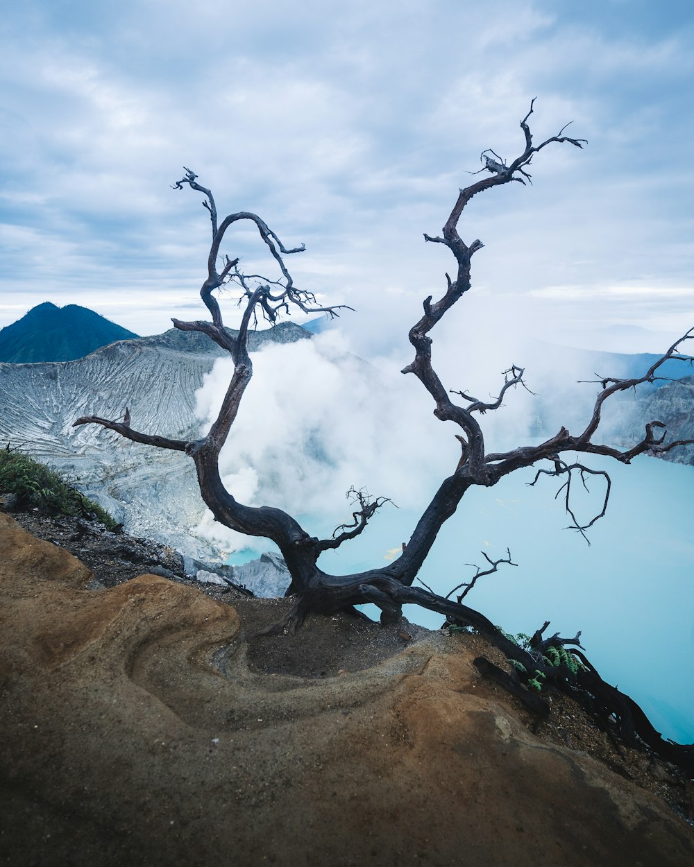 a tree with no leaves on top of a hill