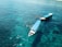 Two boats are floating on clear, turquoise waters. Several people in snorkel gear are swimming around the boats, enjoying the aquatic environment.