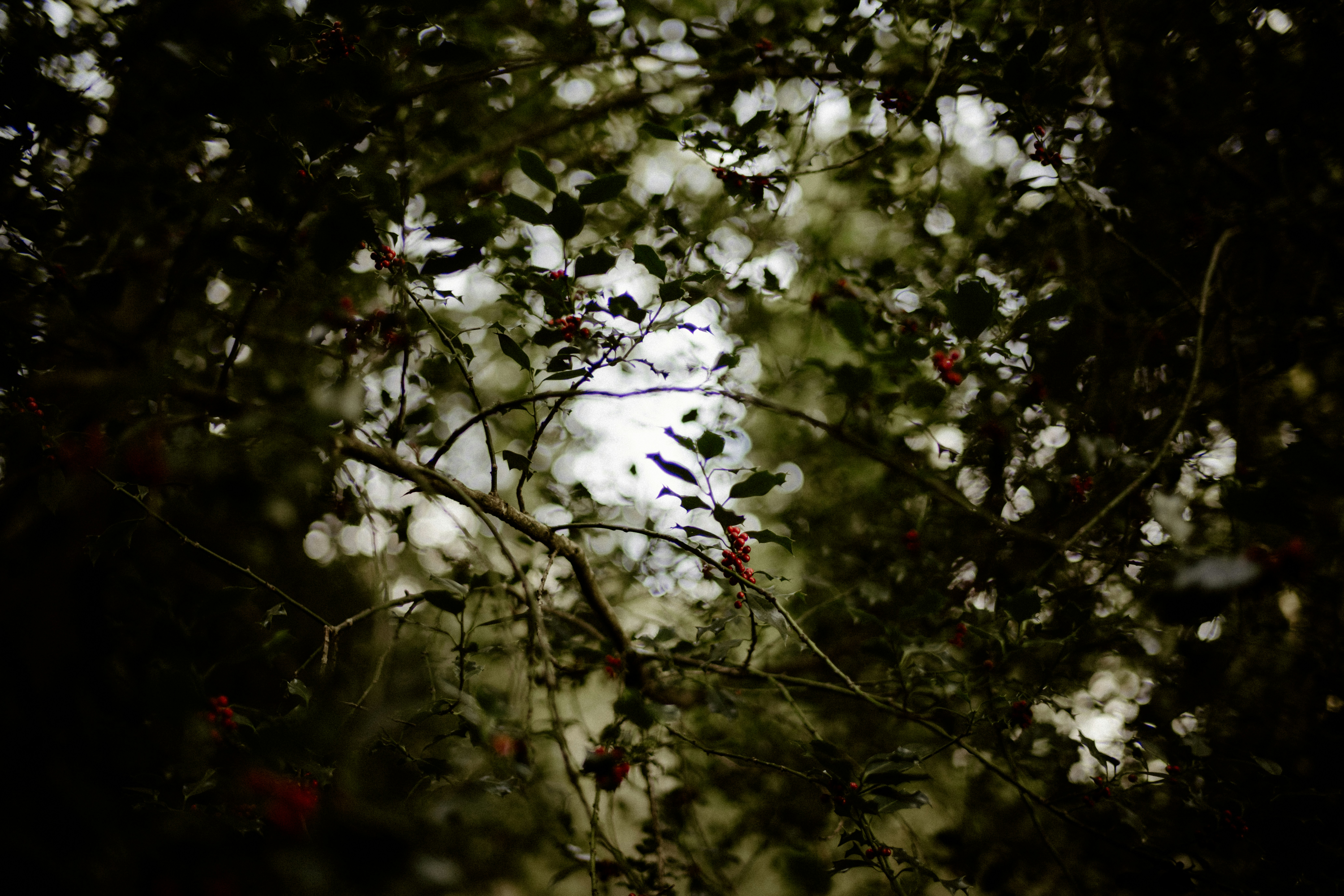 Photo by anniespratt