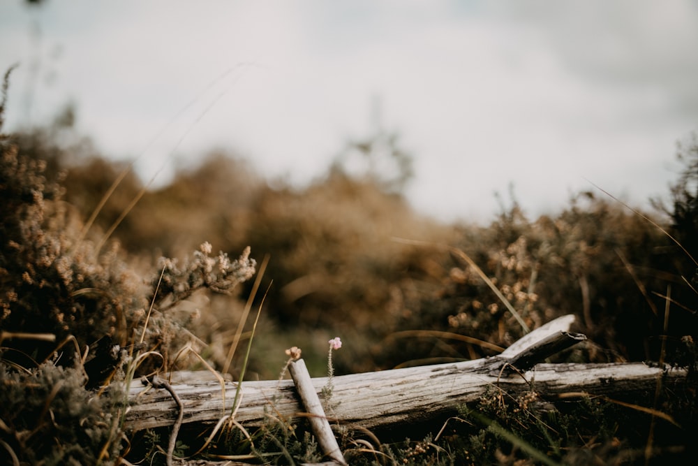 a fallen log in a field of tall grass