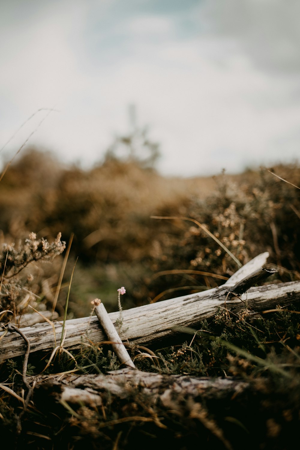 a piece of wood that is laying in the grass