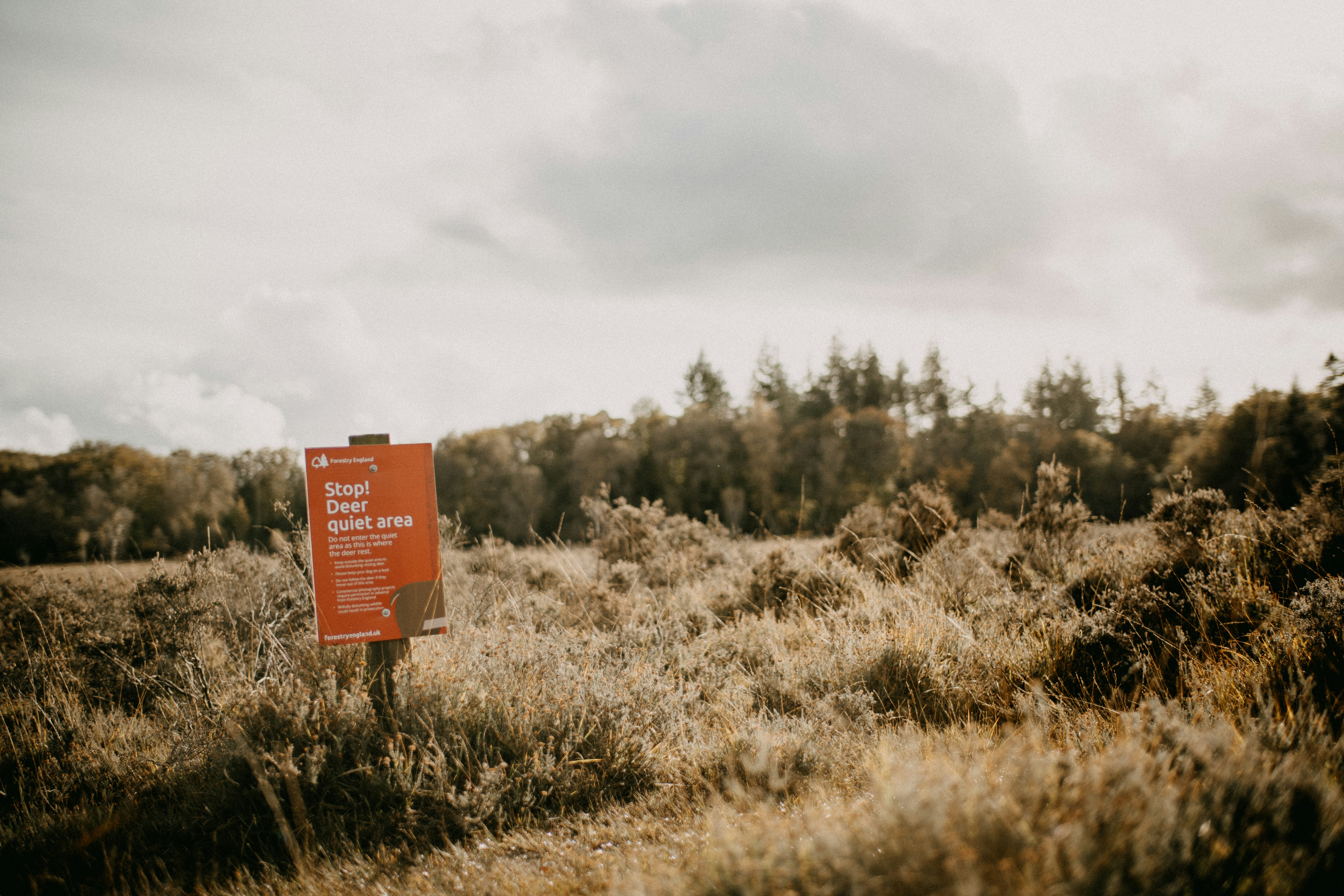 Photo by anniespratt