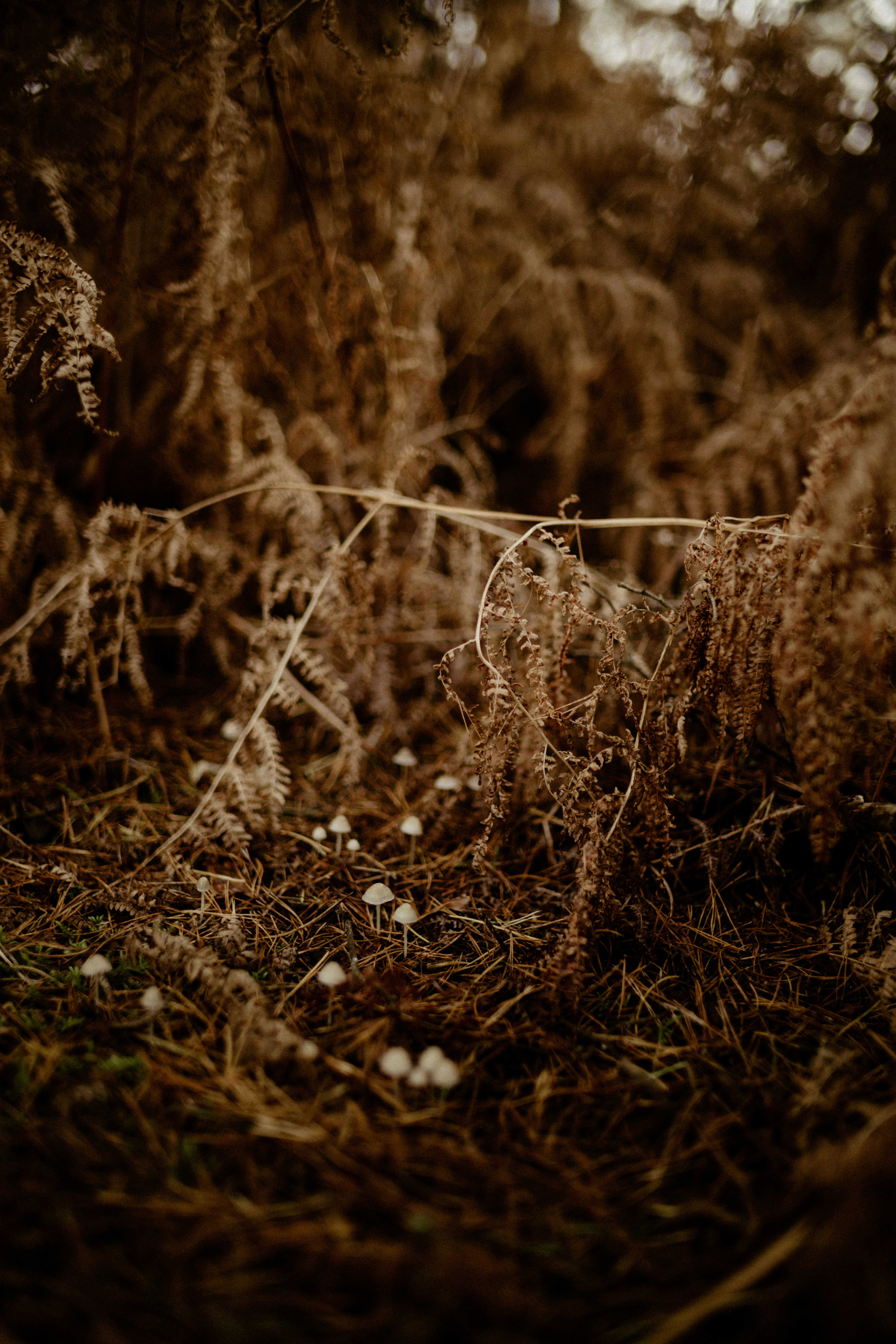 Photo by anniespratt