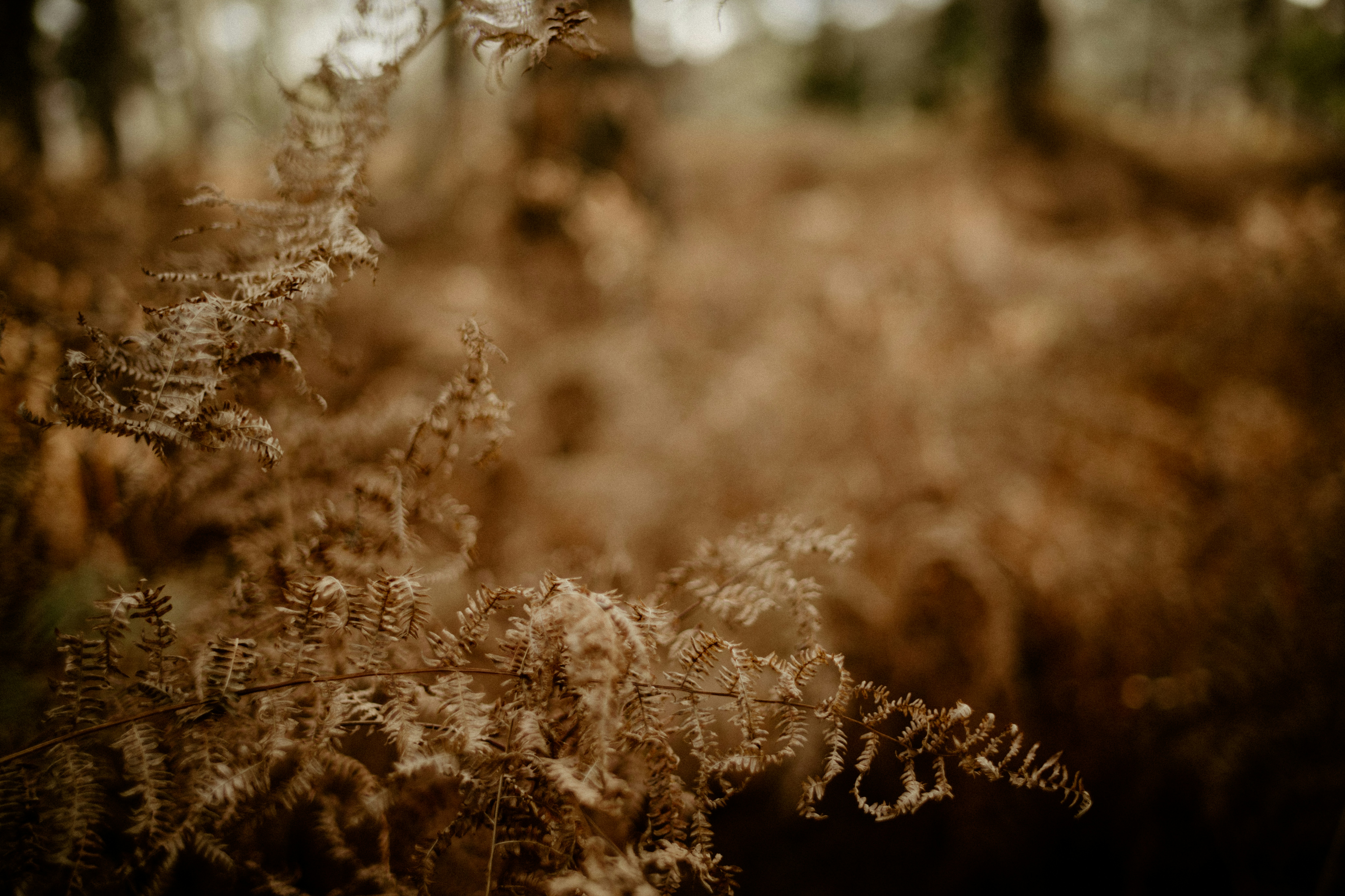 Photo by anniespratt