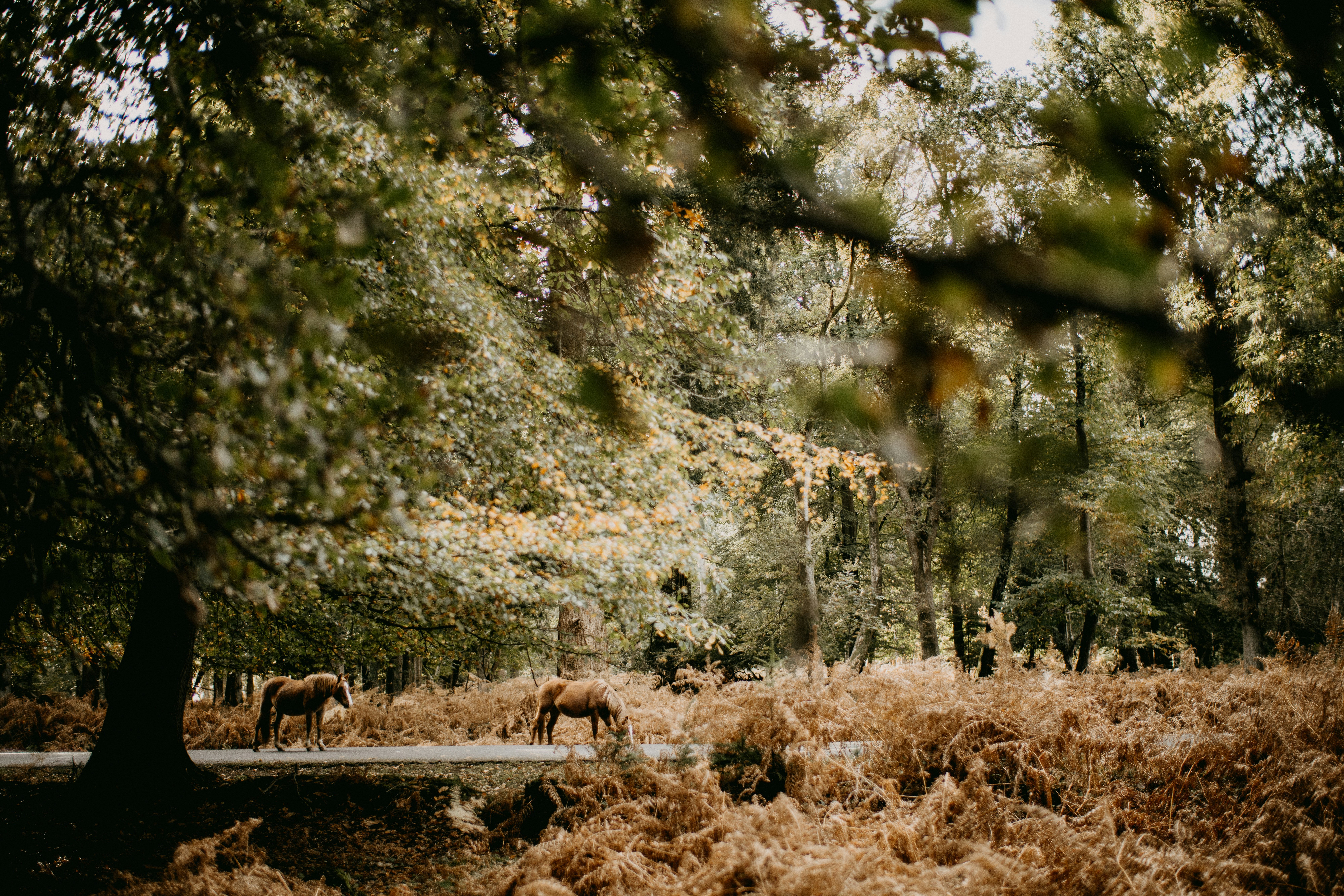 Photo by anniespratt