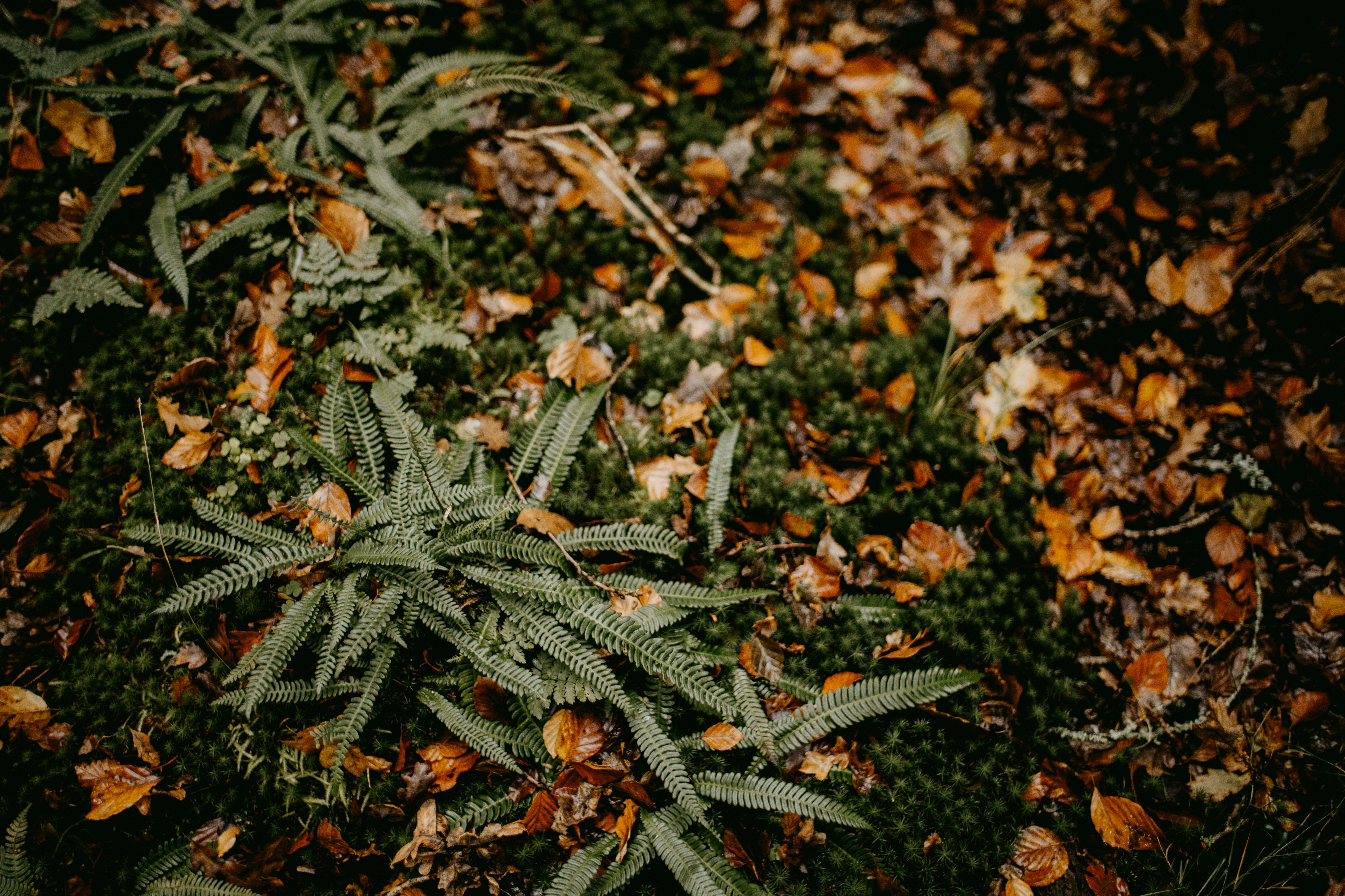 Photo by anniespratt