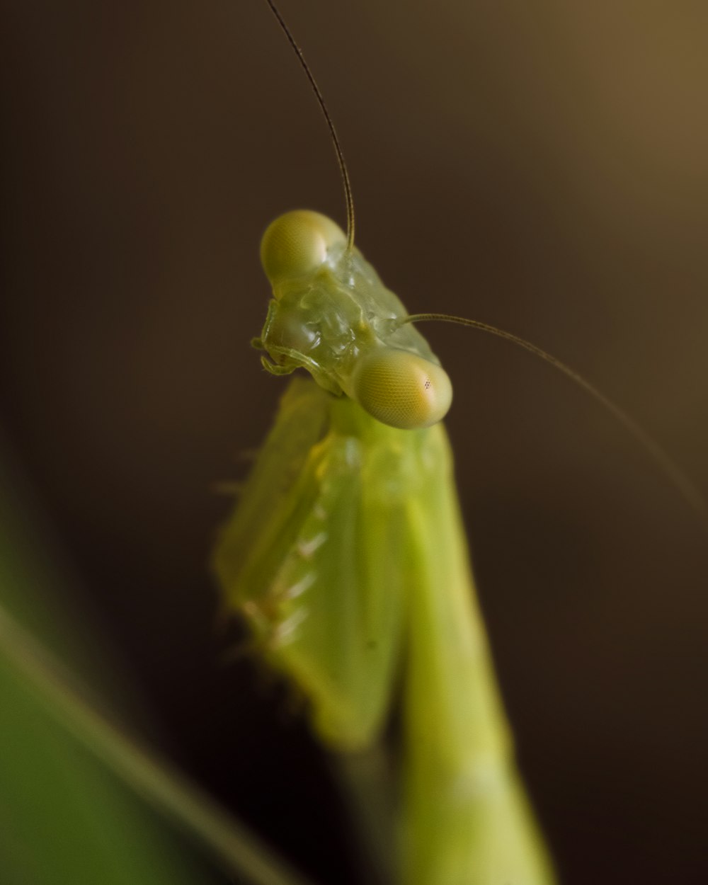 a close up of a grasshopper on a plant