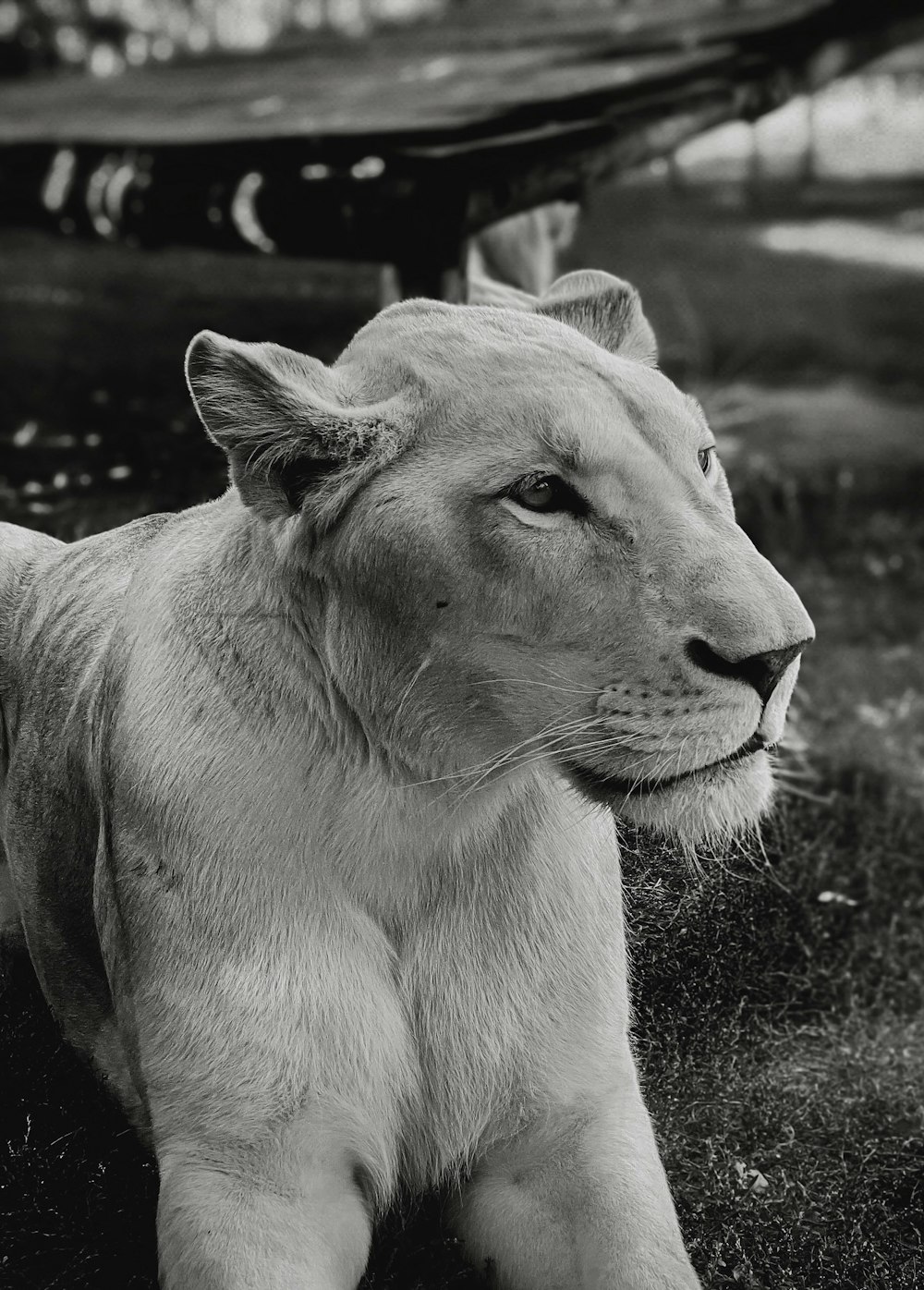 a black and white photo of a lion laying in the grass