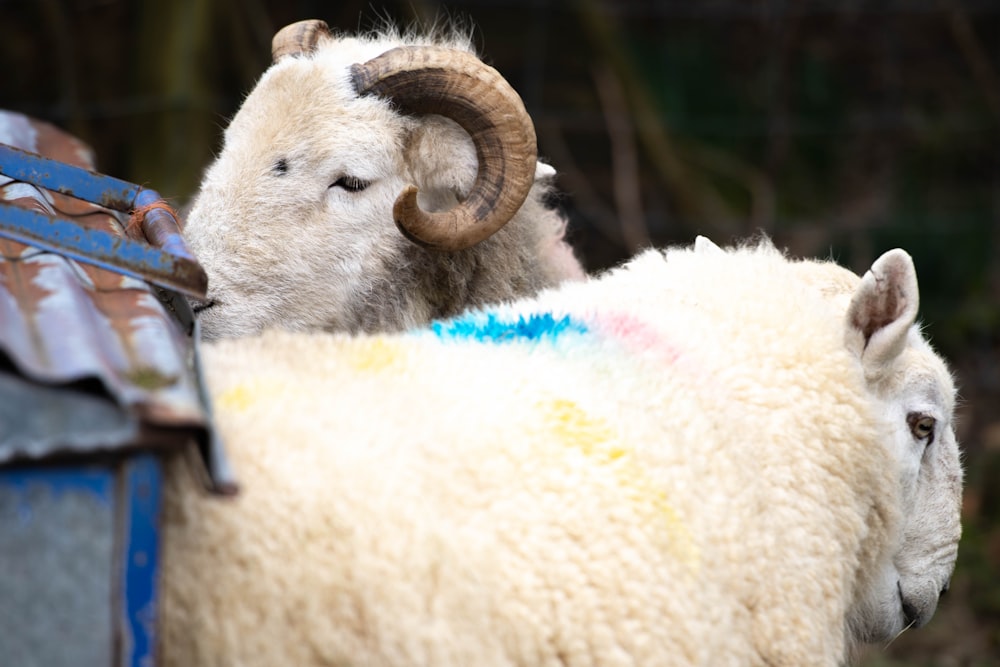 a couple of sheep standing next to each other