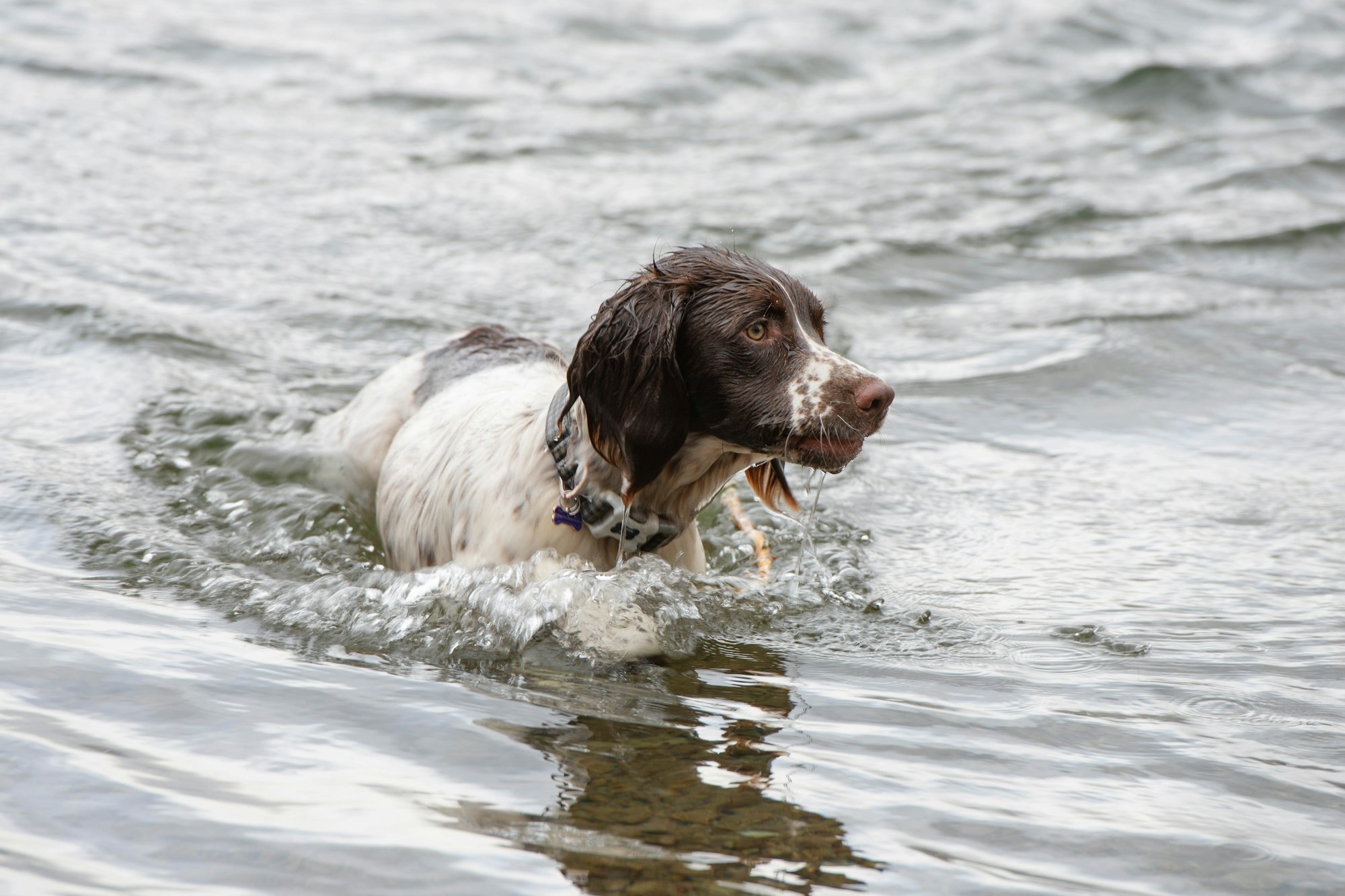 a brown and white dog is swimming in the water