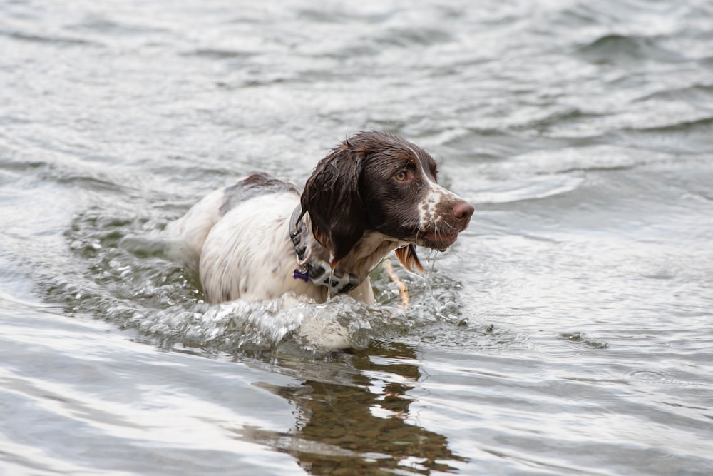 a brown and white dog is swimming in the water