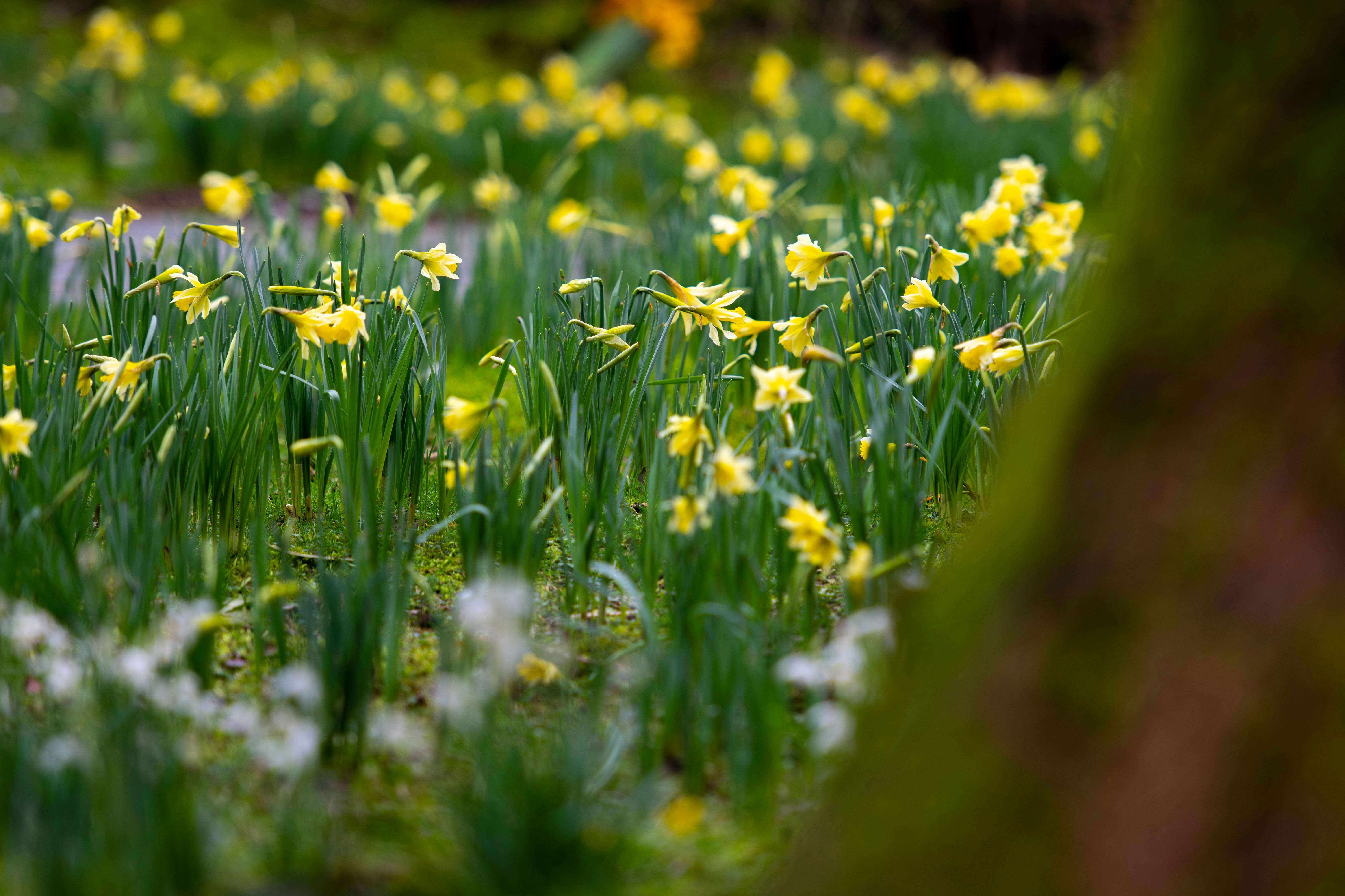 A field full of yellow and white flowers photo – Free Spring Image on ...